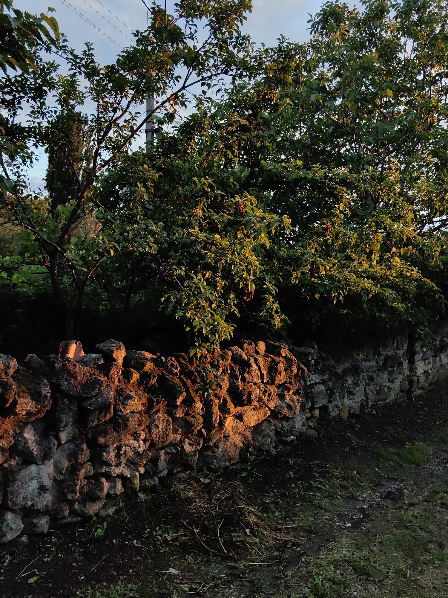 The image depicts a rustic scene of a stone wall in the Зуйское сельское поселение, Ukraine, illuminated by the warm glow of sunset. A large tree with green leaves and some reddish fruit overhangs the wall. The wall itself is constructed from rough, irregularly shaped stones, some of which are catching the direct sunlight, creating a bright orange hue. The ground in front of the wall is a mix of dark soil, dry grass, and some scattered green vegetation. In the background, the upper branches of the tree are visible against a pale blue sky with some wispy clouds. A utility pole and wires are also present in the upper left portion of the image. The overall impression is one of a rural setting bathed in the soft light of dusk. There are no people or animals visible in the scene.