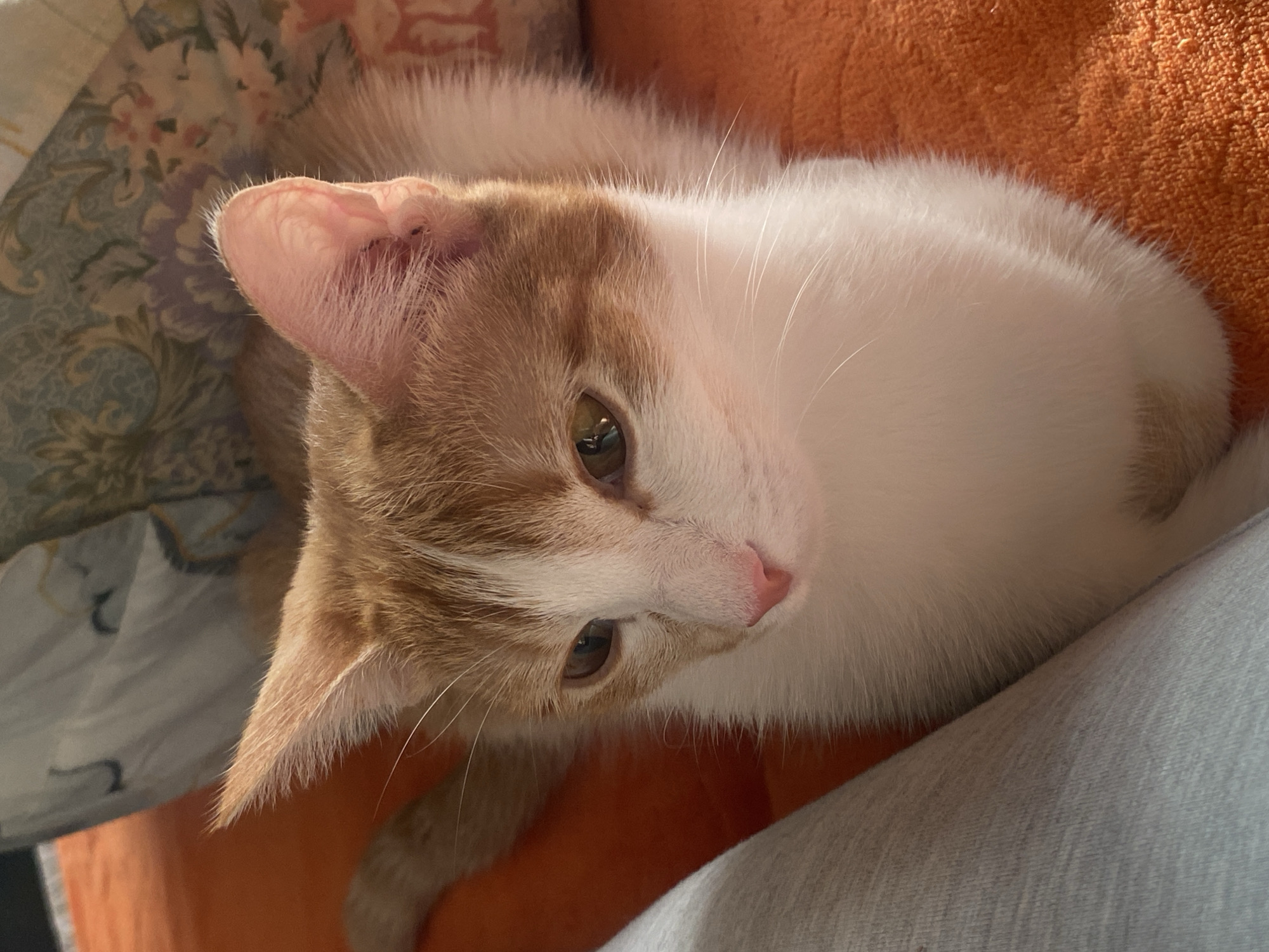A close-up, top-down shot captures a white and orange cat. The cat is positioned against an orange textured surface and a light grey garment, possibly fabric. The cat's head is tilted slightly towards the camera, showing its eyes.
I cannot determine a specific location like Chaikovsky, Russia based on this image.