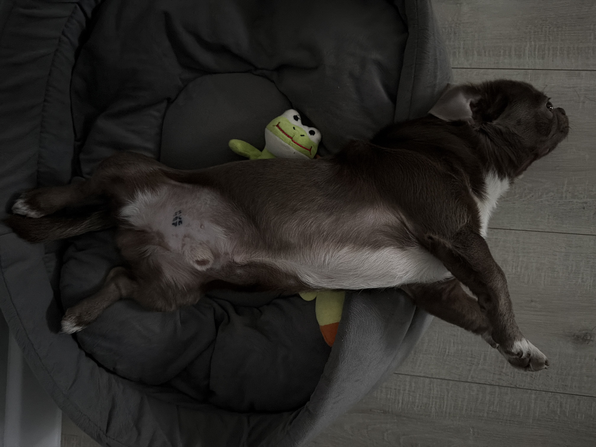 A tranquil overhead shot captures a small to medium-sized dog resting deeply in a dark grey, plush dog bed, partially sprawling onto a light wooden floor. The dog, likely a pug mix or similar short-nosed breed, has short, glossy dark brown fur on its back and head, contrasting with white fur on its belly, chest, and paws. It lies comfortably on its back, exposing its white belly, where a dark tattoo or marking is visible, appearing to be a sequence of numbers and letters such as "4F6".
Nestled beside the dog, partially obscured by its body, is a green frog plush toy. The toy features a cheerful white face with black eyes and a red, smiling mouth, and has hints of orange on its underside. The scene is dimly lit, suggesting an indoor setting during evening hours or low light conditions, enhancing the sense of peaceful slumber. The dog's relaxed posture, with splayed legs and a seemingly content expression (though its face is turned away), conveys a feeling of comfort and rest. The background includes a continuation of the wooden floorboards. This peaceful moment takes place in Votkinsk, Russia.