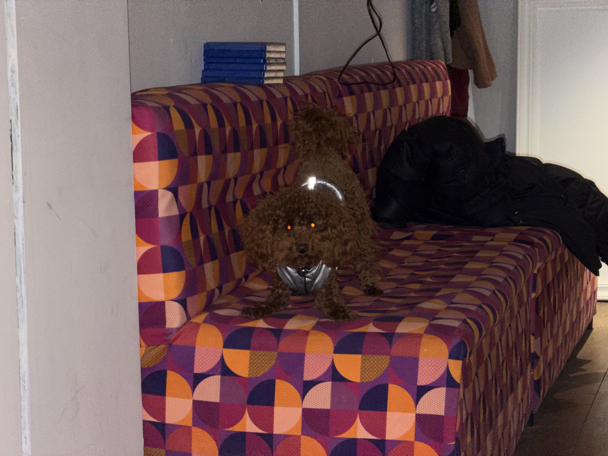 A medium-sized brown poodle with glowing orange eyes stands on a patterned sofa. The sofa has a repeating design of purple, orange, and pink circles split into quadrants, giving it a geometric appearance. A dark jacket is draped over the right side of the sofa. The scene appears to be indoors, as a wall and a doorway are visible in the background. A stack of blue books sits behind the dog. A wire runs along the wall behind the sofa. There is no explicit information in the image about the location being Sofia, Bulgaria.