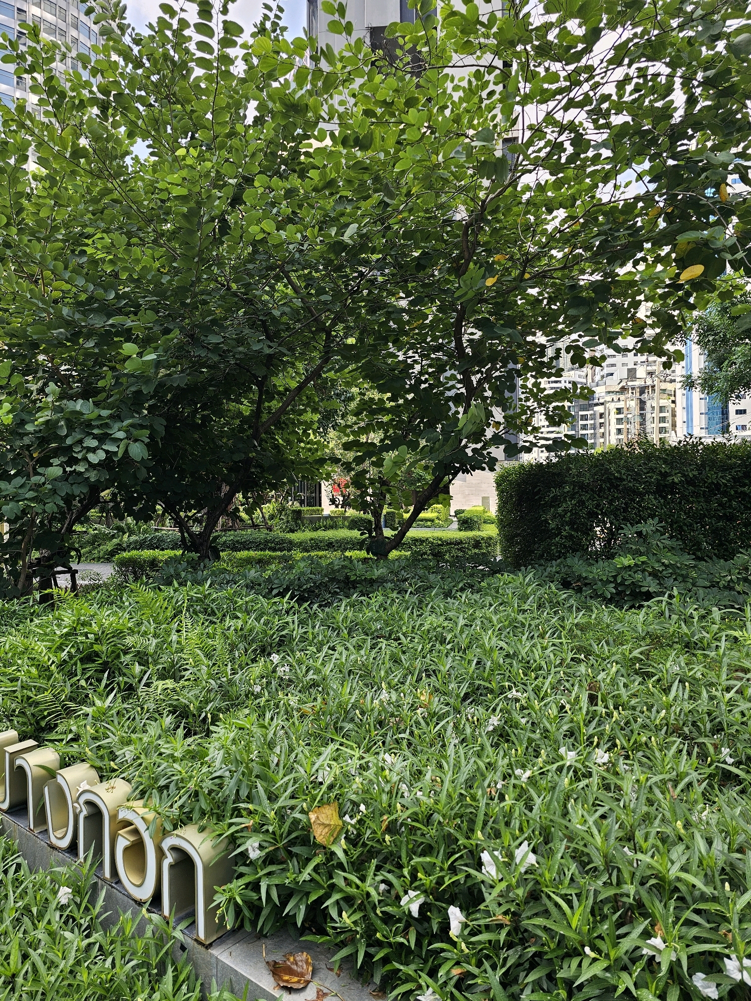 The image depicts a tranquil garden area within a bustling urban environment, likely in Bangkok, Thailand, given the presence of distinctive Thai script signage. In the foreground, a lush carpet of green foliage with small white flowers covers the ground, interspersed with fallen brown leaves. A series of light-colored, metallic lettered sculptures, forming Thai script, are partially visible at the bottom left, set against a grey stone border. Behind this verdant foreground, several trees with full green canopies provide shade. The middle ground reveals manicured hedges and pathways, hinting at a well-maintained public or private garden. In the background, modern city buildings with multiple stories and windows rise above the greenery, indicating the location is within a city. The overall scene conveys a sense of an urban oasis, offering a peaceful respite from the surrounding city. A person is visible in the mid-ground, walking away from the camera, adding a human element to the scene.
