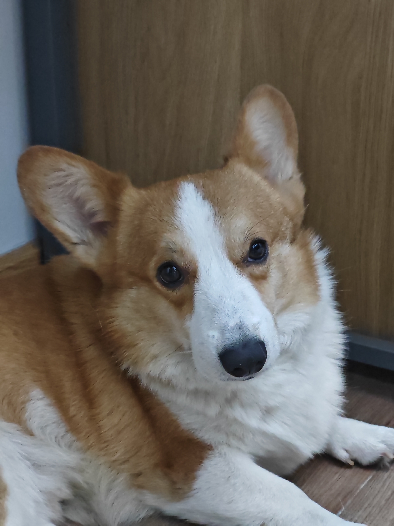 A close-up, eye-level, portrait shot shows a Pembroke Welsh Corgi lying on a wooden floor. The dog, facing the camera, has tan and white fur, with a white blaze down its snout and chest. Its large, erect ears are prominent, and its dark eyes gaze forward. The background consists of a blurred wooden wall and a dark grey object. The scene does not contain any elements that would indicate a specific location in the city of Đà Nẵng, Vietnam.