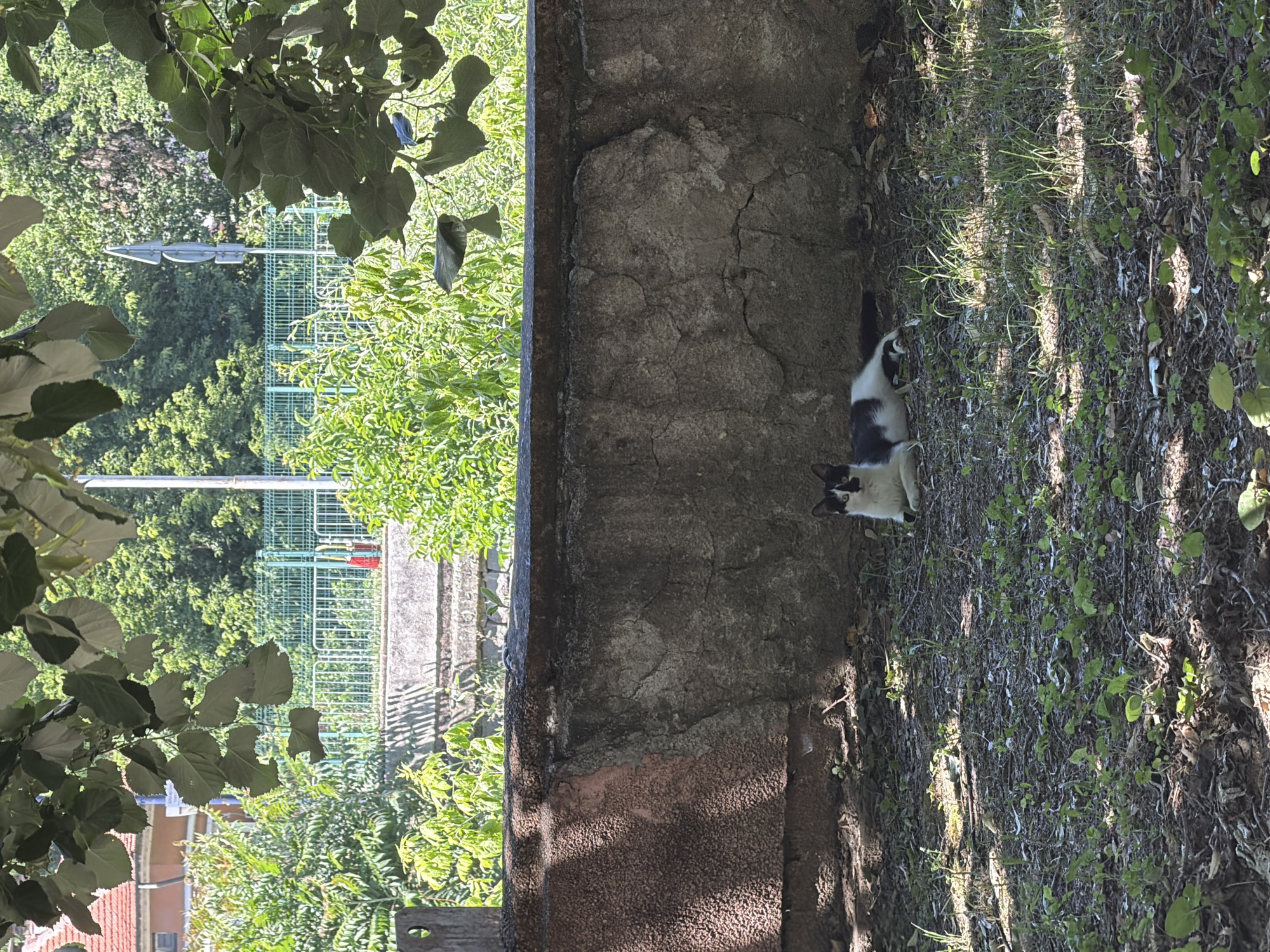 A black and white cat is resting on the ground in the shade of a stone wall. The cat is lying down with its head up, looking towards the viewer. The ground is covered with dry leaves and small green plants. Behind the wall, there is a metal fence and lush green trees. The scene appears to be an outdoor urban environment.
