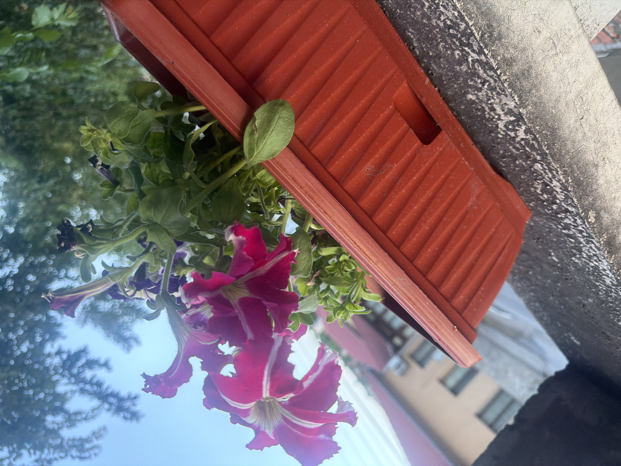 An upward-facing, incorrectly oriented image depicts a terracotta-colored rectangular planter box filled with lush green foliage and several blooming petunia flowers. The planter, with its ribbed texture and a cutout rectangular opening, rests on a rough, weathered concrete or stone surface that exhibits mottled black and white discoloration.
From the planter, petunia plants cascade downwards. Their abundant green leaves are slightly fuzzy, and some new buds are visible. The prominent flowers are a vibrant deep magenta or dark pink, characterized by distinct white or very light pink stripes radiating from their centers. Several flowers are fully open, displaying their trumpet-like shape, while others appear to be older or partially open.
The background is largely blurred. Above the planter and foliage, a soft, out-of-focus expanse of green foliage, likely from trees, can be seen, suggesting an outdoor, possibly garden or balcony, setting. Below the planter, a clear, light blue sky is visible, indicating daytime. Some distant, highly blurred architectural elements, possibly parts of buildings with windows, are faintly discernible in the reflections or extreme background, hinting at an urban or suburban location. There are no people or discernible text in the image.