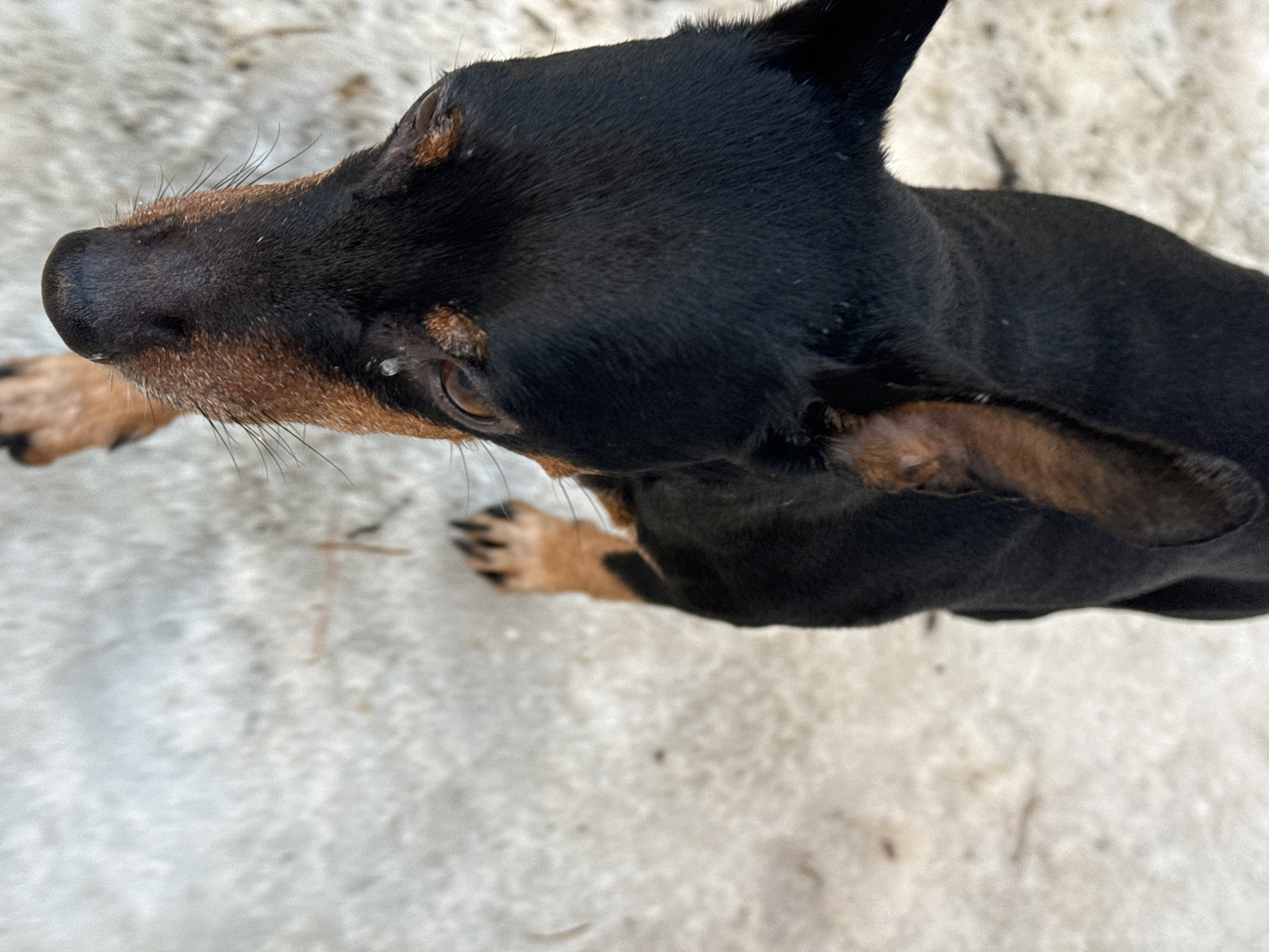 A high-angle, overhead shot captures a black and tan dog, consistent with a Miniature Pinscher or similar breed, standing outdoors in Chaikovsky, Russia. The dog's head is tilted slightly down and forward, its dark brown eyes looking upward towards the camera. Tear-like moisture or discharge is visible near the inner corner of the dog's left eye (viewer's right). Its short, sleek black fur covers most of its body, with prominent tan markings above its eyes, on its muzzle, cheeks, inner ears, and paws. Its ears are erect. The dog's four paws are visible, positioned on a light-colored, mottled ground surface that appears to be dirt, sand, or possibly fine gravel, with scattered small, dark debris elements. The background is softly out of focus.