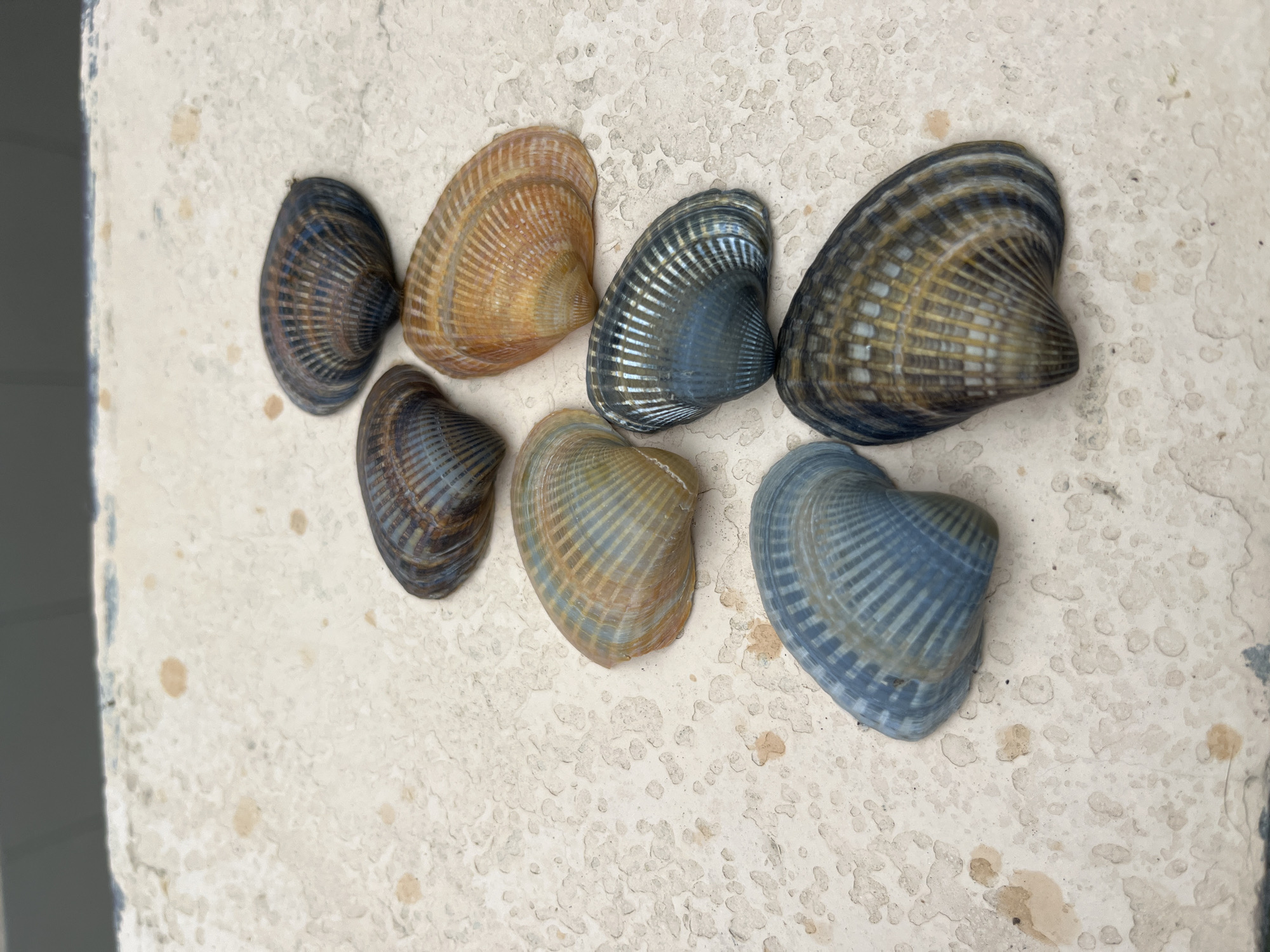 Seven bivalve seashells are arranged on a light-colored, highly textured surface. The shells display varying hues, including shades of blue, gray, brown, and orange, with prominent radial ridges. They are scattered in a loose formation, with some appearing in pairs or small clusters. The surface beneath them is off-white or pale beige, marked by numerous small depressions, irregularities, and scattered light brown discoloration spots, suggesting a weathered stone, concrete, or heavily aged painted surface. In the upper background, a dark, indistinct horizontal band is visible, suggesting a wall or structure. The lighting is bright and even, casting subtle shadows. No people are visible. The specific location in the city of Kaspiysk, Russia, cannot be determined from the visual information in the image.