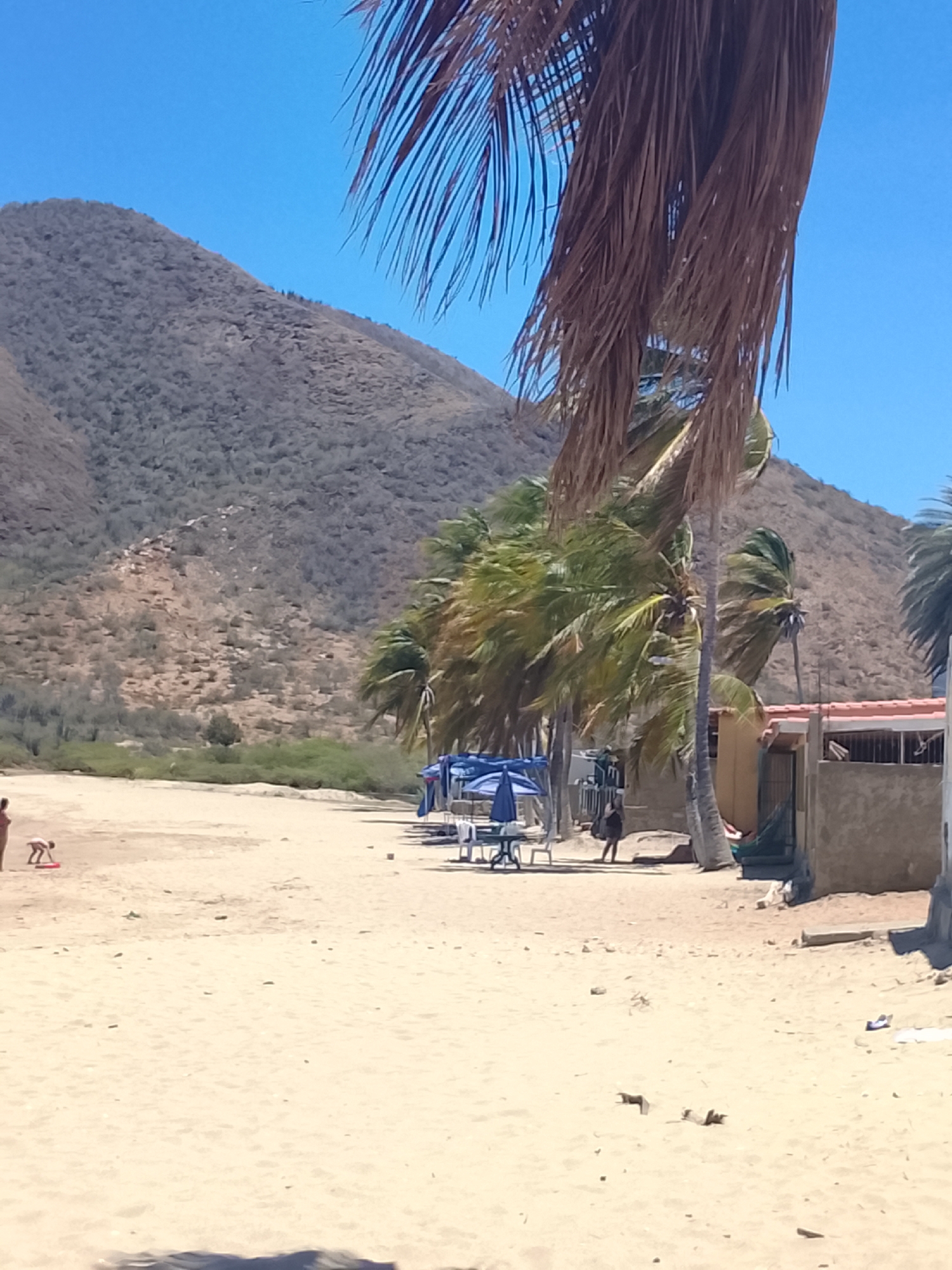 The image captures a sunny, clear day on a sandy beach in Juan Griego, Venezuela. A wide expanse of light-colored sand dominates the foreground, with a person in swimwear bending down near the left edge. In the mid-ground, a line of palm trees, some with vibrant green fronds swaying in what appears to be a breeze and others with dry, brown fronds, stretches across the scene. Beneath these palms, several blue beach umbrellas with tables and chairs are set up, suggesting a leisure area. Simple, rustic buildings with reddish-brown roofs are visible behind the palm trees, and another person can be seen near these structures.
The background is defined by a large, arid mountain range with rocky, sparsely vegetated slopes, extending across the horizon under a bright, cloudless blue sky. The overall scene suggests a warm, breezy day at a coastal location where natural rugged beauty meets a simple beach setup. There is no visible text in the image.