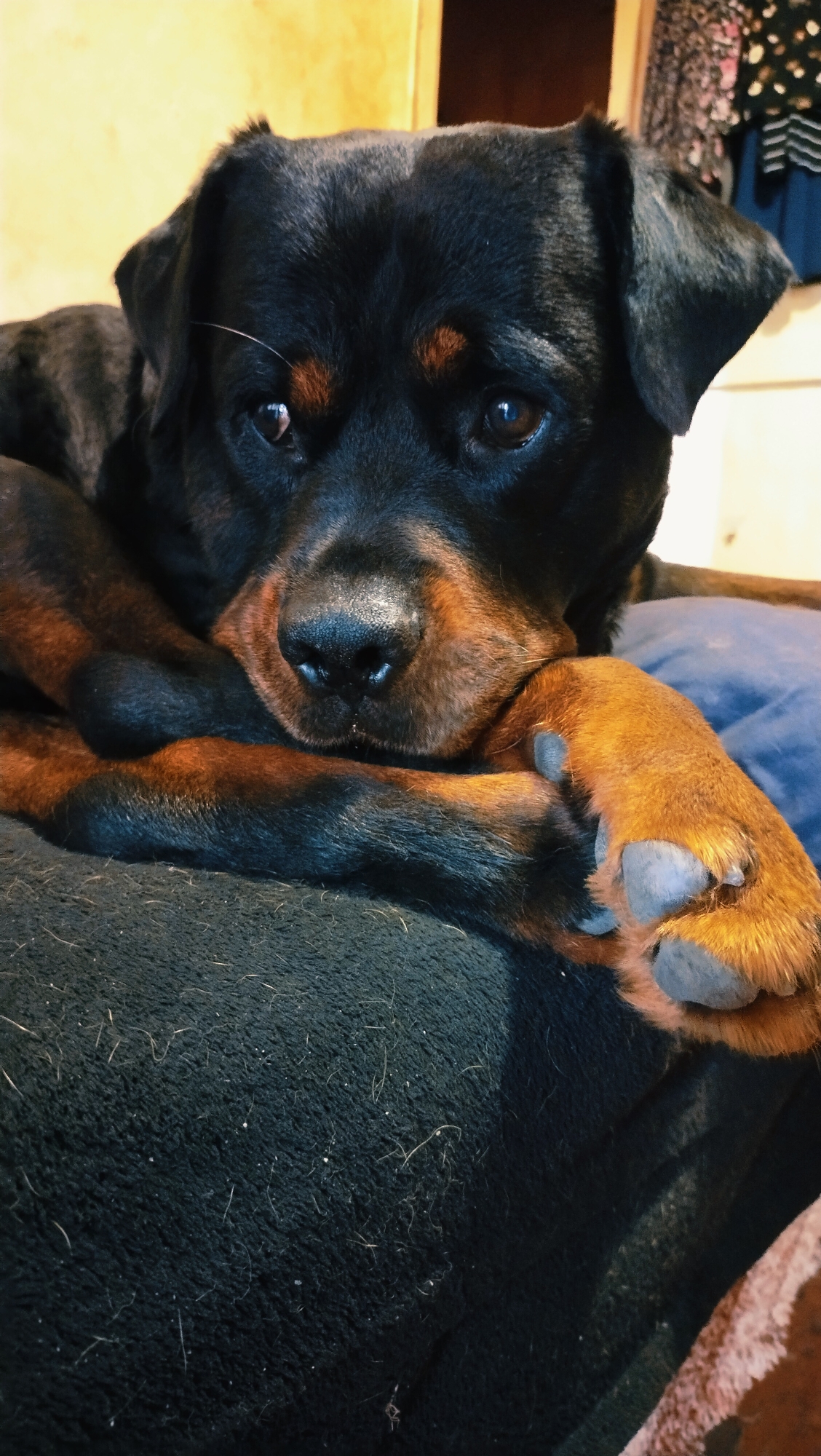 A Rottweiler dog is resting on a dark surface. The dog's head is resting on its paws, and its eyes are partially closed. The dog's fur is black and tan, and its nails are visible on its paws. The background is blurred and appears to be an indoor setting. There is no discernible connection to the city of Horishni Plavni, Ukraine.