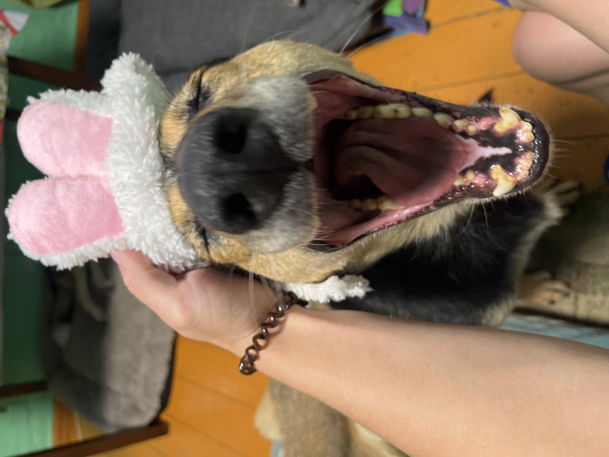 The image shows a close-up of a dog's face wearing a white and pink bunny hat. The dog is yawning widely, revealing its teeth and tongue. A person's arm is visible on the left side of the image, with a brown beaded bracelet on the wrist. The background appears to be an indoor setting with wooden flooring and furniture. There is no information in the image to suggest any connection to Nizhny Tagil, Russia.
