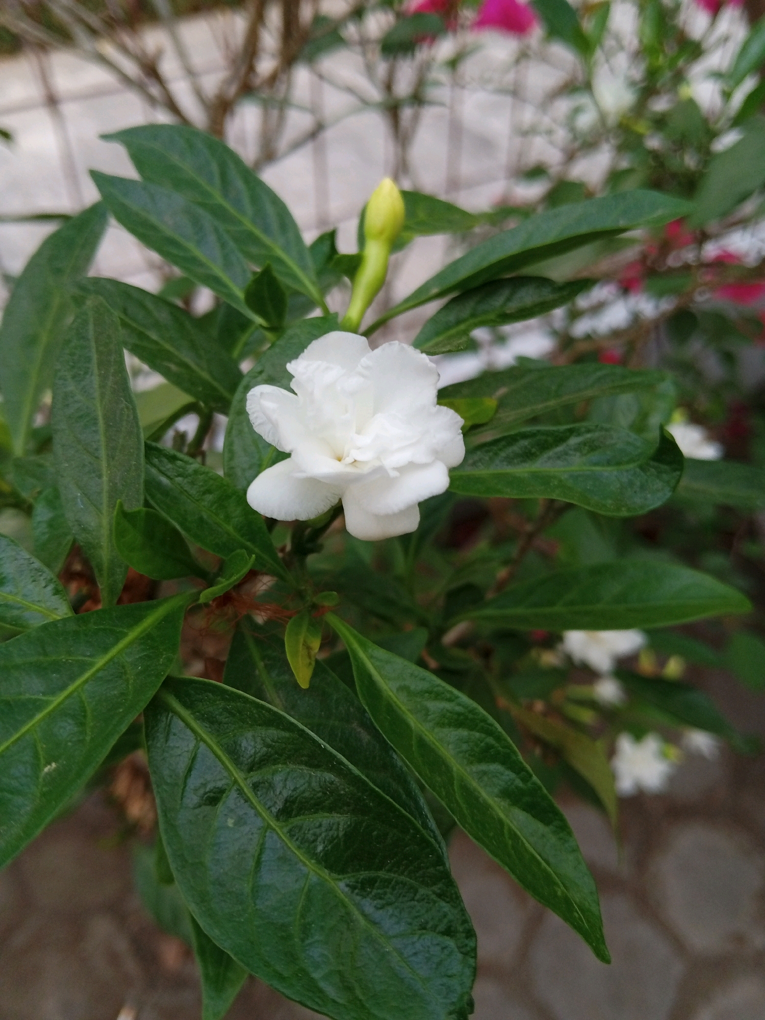 In Plesan, Indonesia, a close-up shot focuses on a white gardenia flower in full bloom, its delicate petals unfurling amidst dark green, glossy leaves. A single, pale yellow bud sits nearby, hinting at more blossoms to come. The background is softly blurred, revealing hints of pink and white flowers and the dappled light of an outdoor setting. The ground below is a muted mix of browns and grays, possibly paving stones or soil. The image captures the natural beauty of the gardenia plant, highlighting its intricate details and vibrant life.