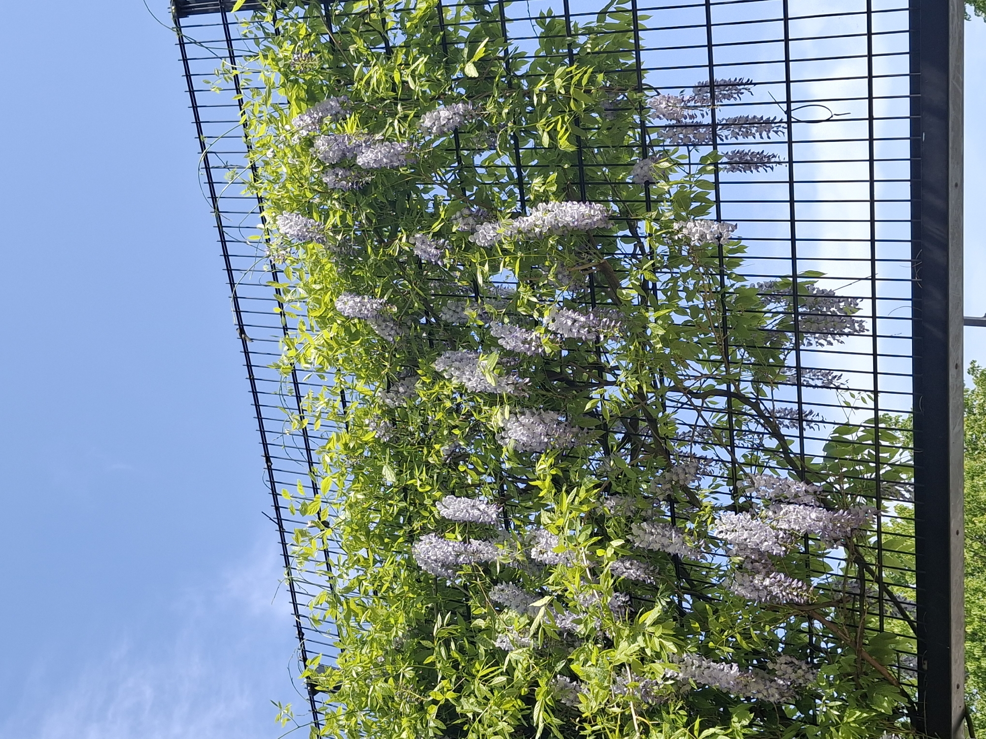 A photograph depicts a metal trellis densely covered with a flowering vine. The trellis is constructed of dark metal, with a grid pattern. Green foliage and cascading clusters of light purple flowers, likely wisteria, dominate the view. The trellis is angled upward, revealing a clear blue sky with faint white clouds in the background. The bottom right corner of the frame shows blurred greenery, suggesting nearby trees. The image appears to be taken in an outdoor setting, potentially a garden or park in Aabenraa, Denmark, given the prompt's specification.