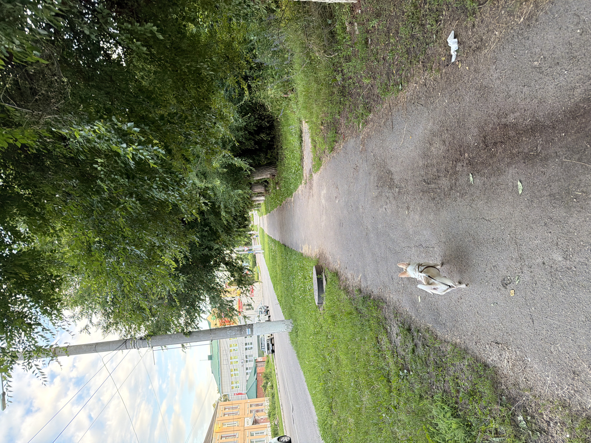 The image depicts a sidewalk in Semiluki, Russia, with a small dog on a leash walking away from the camera. The dog is light-colored with a harness. The sidewalk is paved and extends into the distance. To the left of the sidewalk is a grassy area and a road with parked cars and buildings in the background. The buildings are multi-story with traditional architecture. Overhead, power lines are visible. To the right of the sidewalk is a dense line of trees with green foliage. The sky is partly cloudy. The overall scene suggests a typical urban or suburban environment during daylight hours.