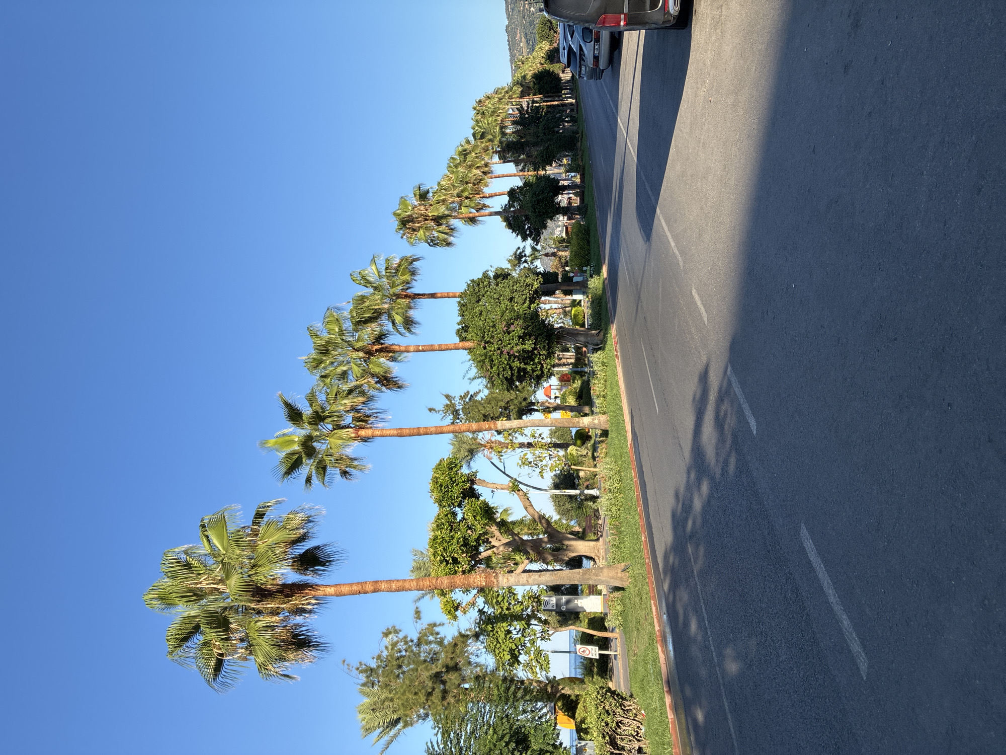 The image depicts a street scene in Alanya, Turkey, likely during the daytime given the bright sunlight and clear blue sky. A row of mature palm trees lines the left side of a paved road, casting shadows on the asphalt. The road appears to be a two-lane street, with some parked cars visible on the right side. The vegetation on the left includes manicured green grass, bushes, and trees, suggesting a well-maintained public space, possibly a promenade or park area adjacent to the road. In the background, glimpses of buildings and a hilly landscape can be seen, consistent with the geography of Alanya. The overall impression is one of a tropical or Mediterranean urban environment with a focus on natural elements alongside infrastructure.