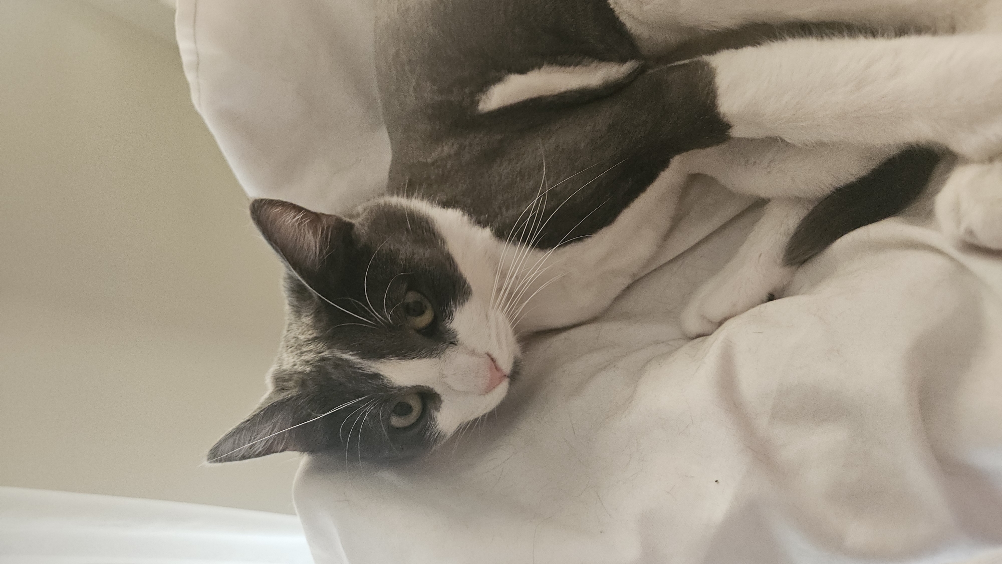 A gray and white cat lies on a white surface. The cat has green eyes and a pink nose. The cat's whiskers are long and white. The background is blurred. There is no indication of the location being Plovdiv, Bulgaria.