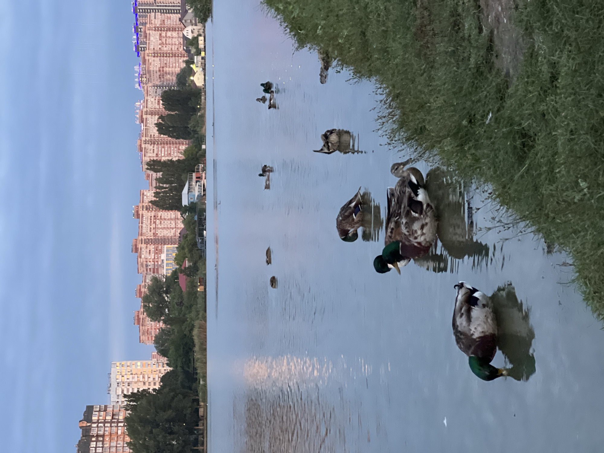 The image depicts a calm lake with several ducks swimming. In the background, a cityscape with numerous apartment buildings is visible under a twilight sky. The buildings are of varying heights and architectural styles, with some illuminated. Trees and greenery line the shore of the lake, and a patch of grass is in the foreground. The overall scene suggests a tranquil evening in an urban environment. This location is likely to be the Karasunsky Ponds or a similar body of water in Krasnodar, Russia, given the characteristic apartment block architecture and the presence of a large lake within the city.