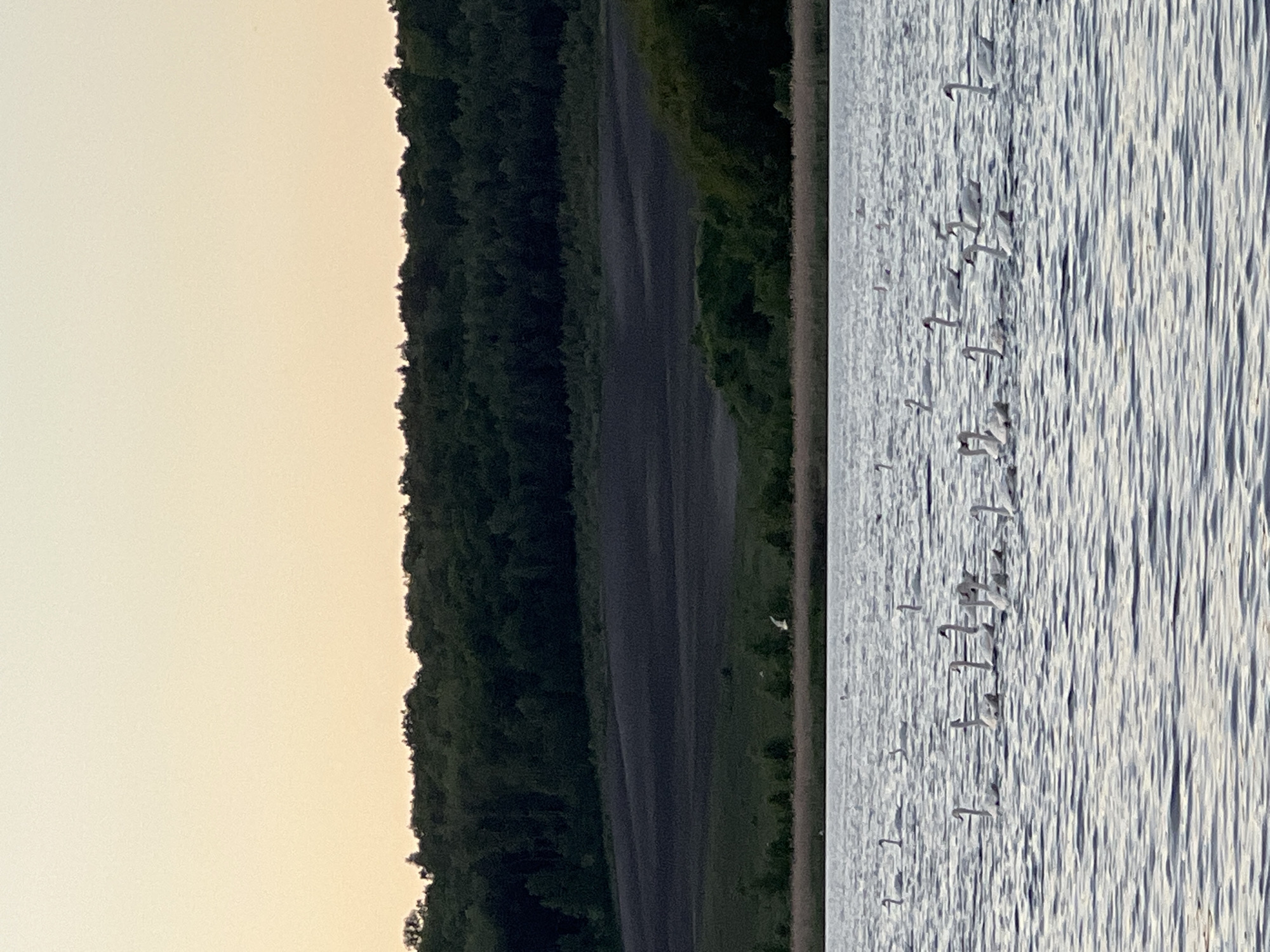 The image depicts a scene with water on the right side where numerous white birds, possibly swans or geese, are swimming. To the left of the water is a narrow strip of land. Next to the land is a dark road. Further to the left is a dense, dark green forest, and the sky above is a pale, muted color, suggesting either dawn or dusk. The image is rotated, with the horizon appearing vertically. The location is claimed to be in Reniv, Ukraine, but this cannot be verified from the visual data alone.