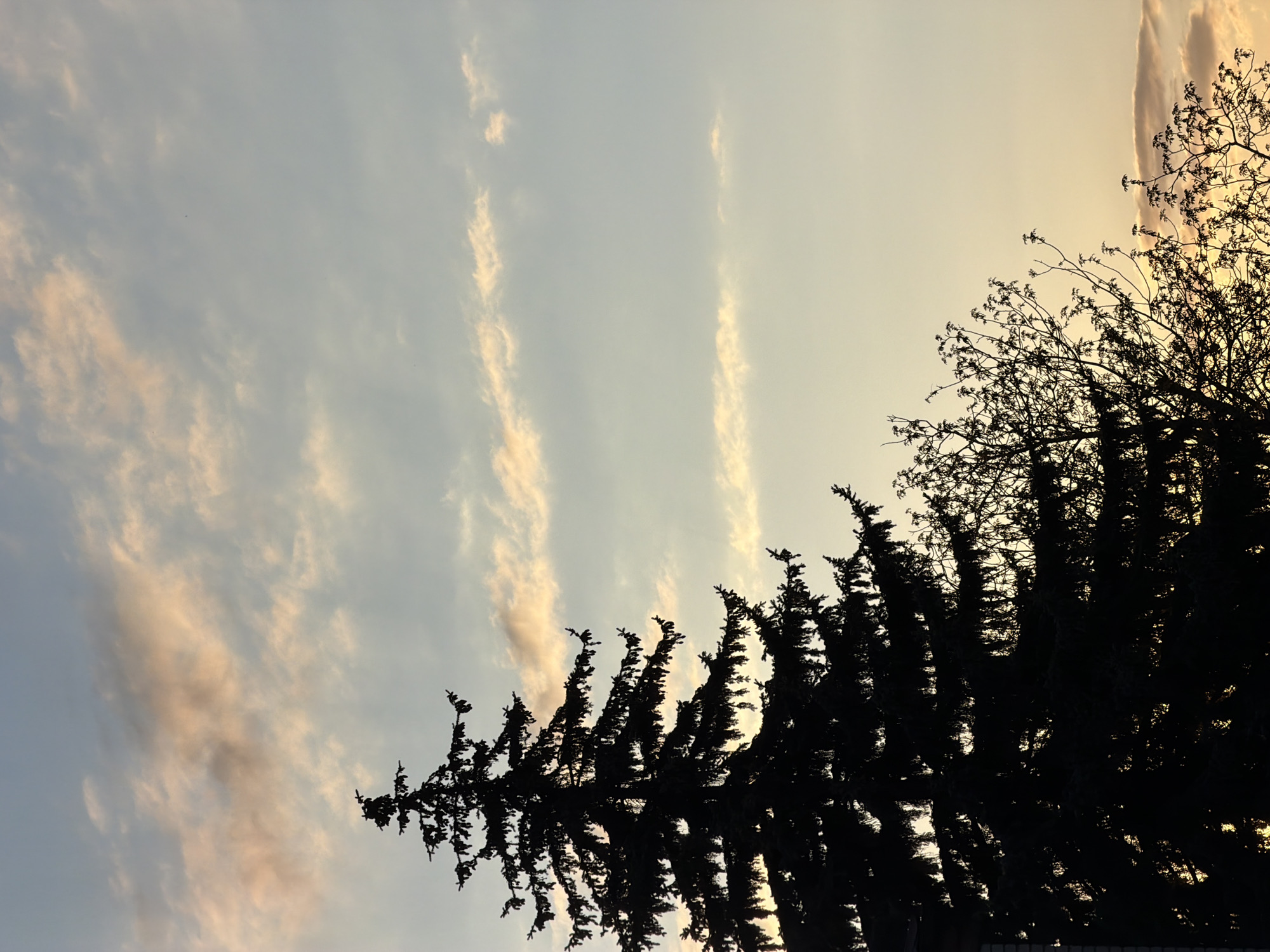 The image captures an outdoor scene at either sunrise or sunset, viewed from a low angle looking upwards towards the sky and tree silhouettes. The sky displays a soft gradient of colors, transitioning from a light, clear blue on the left to a warm, pale yellow and orange on the right, indicating the location of the setting or rising sun. Streaky, elongated clouds, tinged with subtle pink and orange hues from the sun's light, are scattered across the sky, particularly noticeable in the blue-dominated sections.
Two distinct tree forms are silhouetted prominently against the bright sky. On the right side and extending towards the bottom center, a dense, dark coniferous tree, possibly a cypress or fir, creates a jagged, almost solid black profile. Its thick foliage obscures any internal detail. Above and to the right of this tree, the more delicate, intricate branches of a different tree, possibly deciduous and bare or sparsely leaved, are visible as a finer silhouette.
The scene is devoid of people or visible text. The time of day is clearly indicated by the warm, glowing light and color palette of the sky. The weather appears calm with high, thin cloud cover. This tranquil natural landscape is set in Yuzhny, Russia.