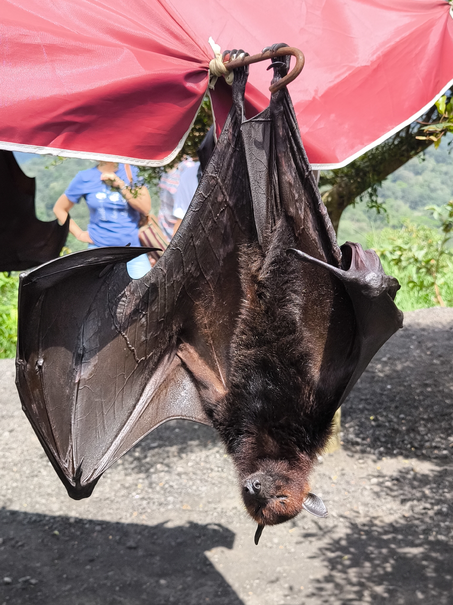 A large, dark-furred bat hangs upside down, suspended by its feet from a curved metal hook attached to a red canopy. The bat's wings are partially unfurled, revealing their dark, leathery texture. In the background, out of focus, are two people. One person is wearing a blue shirt, while the other is wearing a light-colored shirt. Lush green vegetation and trees fill the distant background. The ground is paved. The location is Wanagiri, Indonesia.