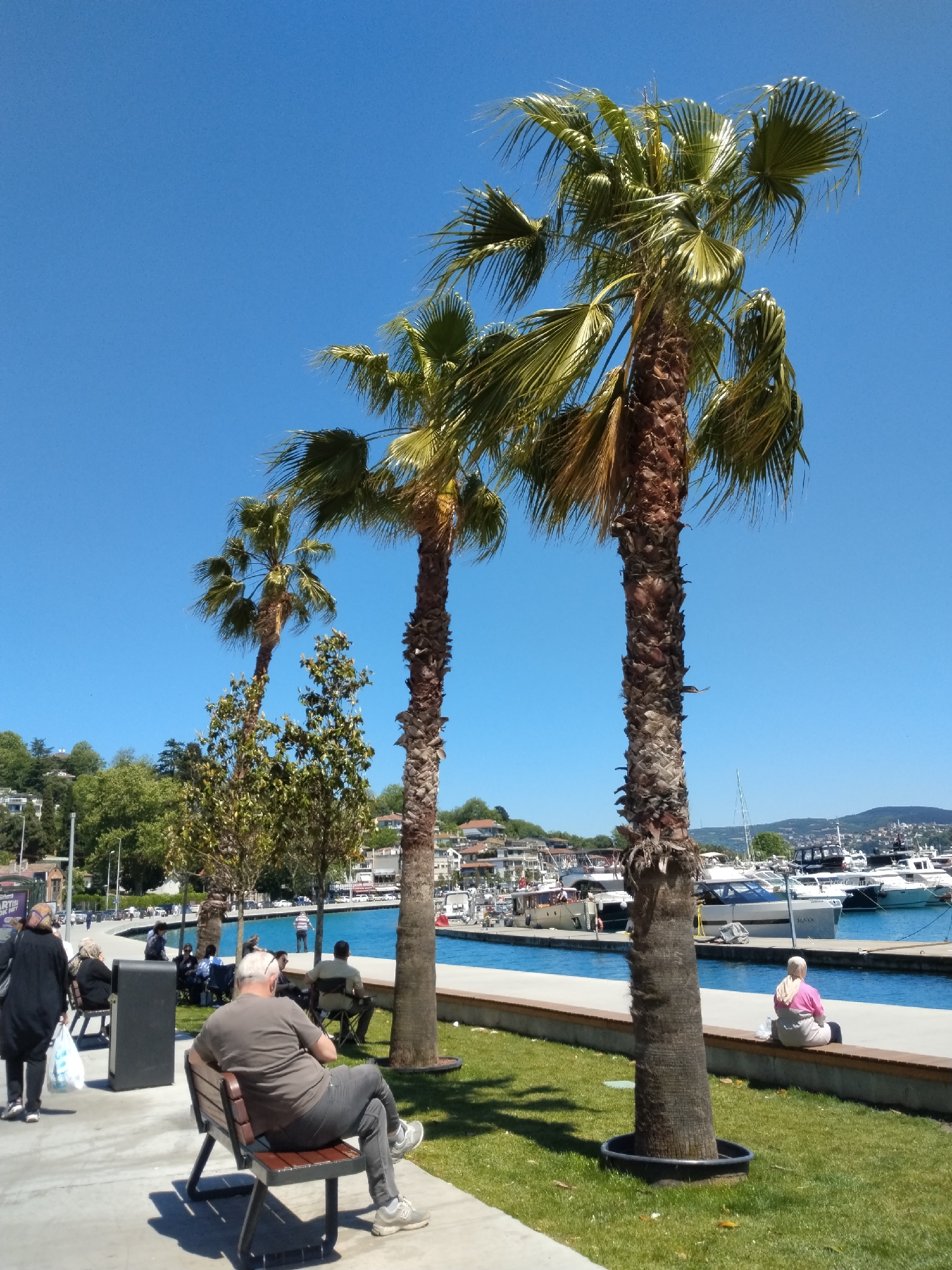 Here is a detailed description of the image:
**Environment and Location:** The image captures a sunny day scene at a waterfront park in an urban setting. A blue body of water, possibly a bay or river, is flanked by a concrete walkway and a green strip of grass. Palm trees line the water's edge. In the background, there are buildings, mountains, and a marina with docked boats, suggesting a coastal or riverside city.
**People:** Several people are present in the image, each engaged in different activities. A man in a grey shirt is seated on a bench, looking at his phone. Another person sits on the edge of the waterfront, facing the water. Other individuals can be seen strolling along the walkway or sitting on benches.
**Objects:** Palm trees are a prominent feature of the image. Benches are positioned along the walkway and the water's edge, providing seating for visitors. A trash can is visible near the walkway. Boats of various sizes are docked in the marina, adding to the maritime atmosphere.
**Actions and Interactions:** The people in the image are engaged in leisurely activities such as sitting, walking, and looking at the water. There is no visible interaction between them.
**Overall Impression:** The image conveys a sense of relaxation and leisure in an urban waterfront park, with people enjoying the sunny weather and the scenic view of the water, buildings, and boats.