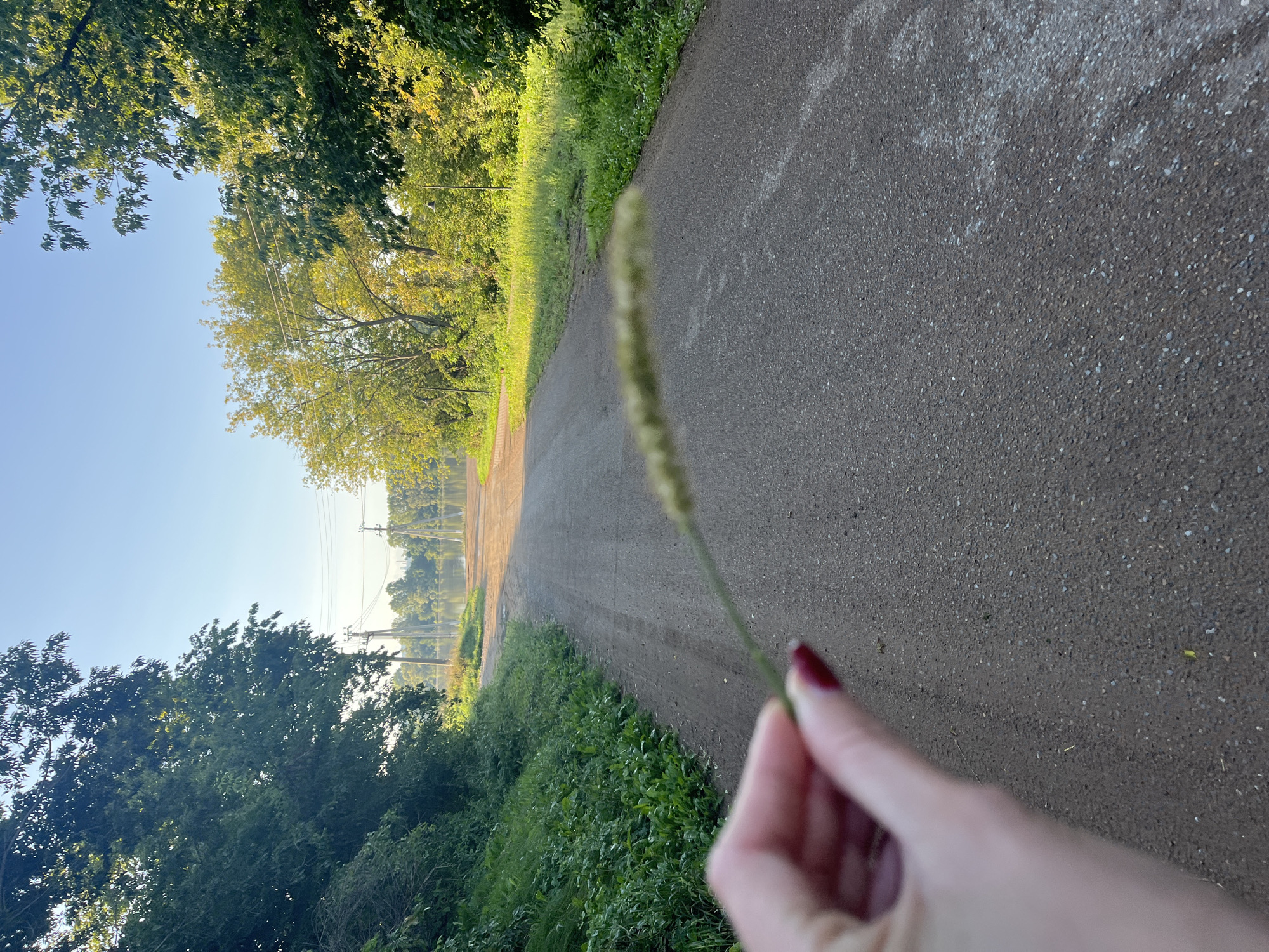 A hand with dark red nail polish holds a blurry green stalk of grass in the foreground, obscuring the view of a paved road. The road recedes into the distance, flanked by lush green trees and vegetation on both sides. The sky is a clear, bright blue, and the sun casts a warm glow over the scene, suggesting it is either early morning or late afternoon. Power lines and poles are visible in the mid-ground, stretching across the landscape. A body of water, possibly a river or lake, is visible in the distance, reflecting the light. The overall impression is one of a peaceful rural or semi-rural setting. The image is likely taken in or around Blagoveshchensk, Russia, given the context.