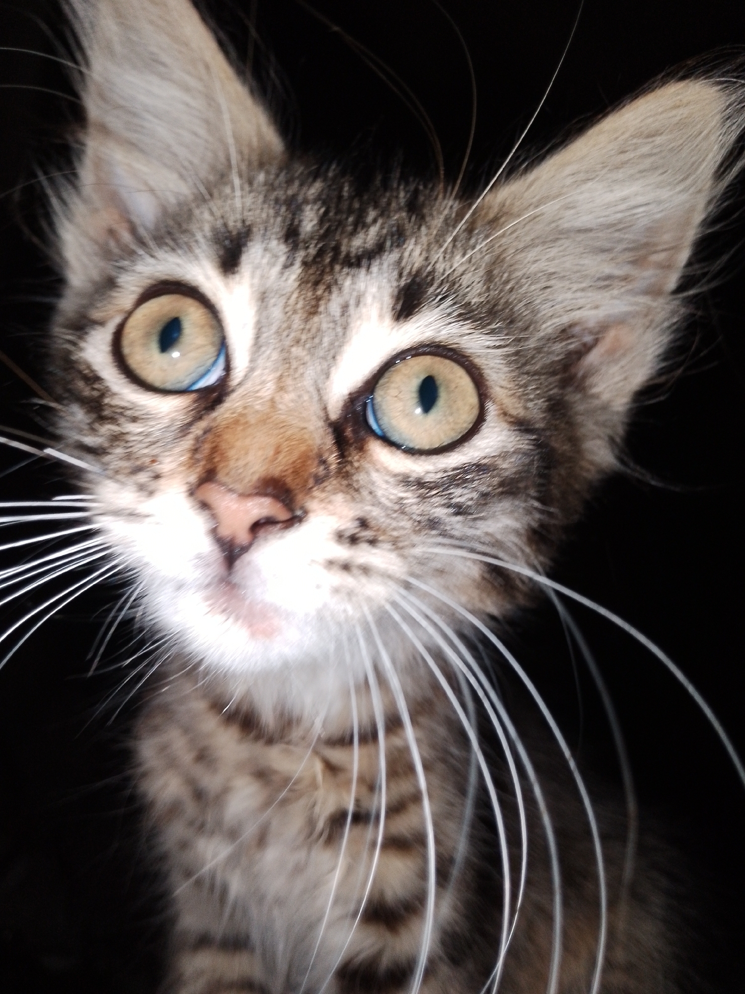 A close-up, low-angle, eye-level shot features a young tabby kitten against a solid black background. The kitten's head is tilted slightly to the right, with its ears perked and facing forward. Its large, expressive eyes are wide open, with visible pupils reflecting the light. The kitten's nose is a light pink, and its mouth is closed. Long, white whiskers extend outwards from both sides of its muzzle. The kitten's fur is a mixture of brown, black, and white tabby markings. The overall impression is one of curiosity and alertness.