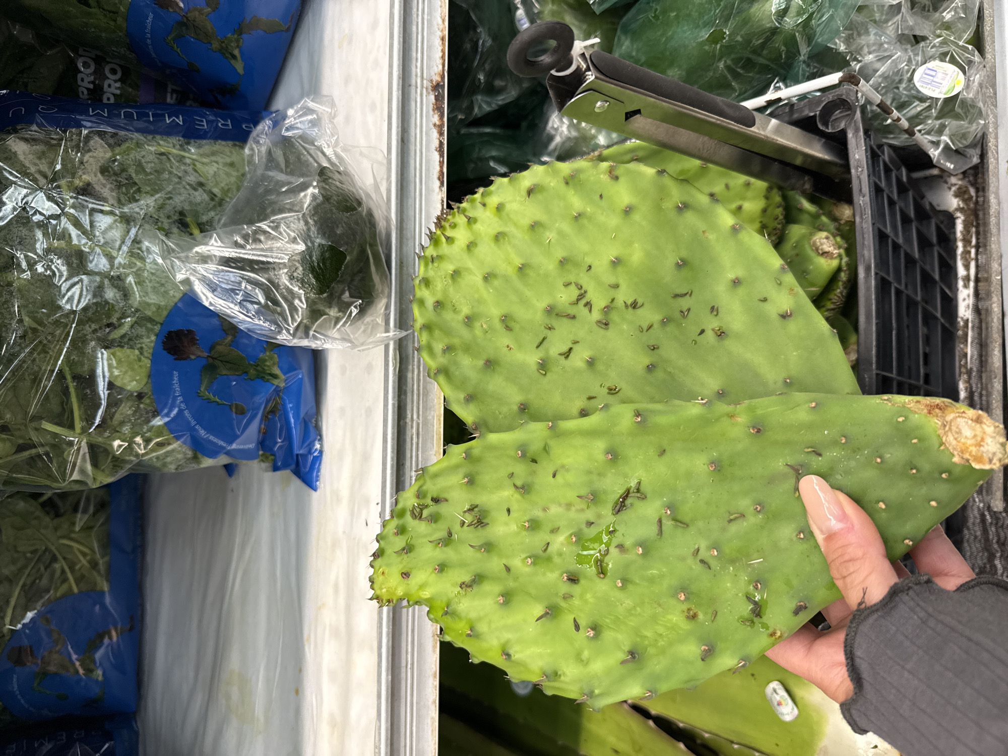 The photograph shows a close-up view of produce within a refrigerated display case, likely inside a grocery store. A person's hand, wearing a dark gray long-sleeved shirt or sweater, is holding a bright green cactus pad or nopal. The nopal has numerous small spines or thorns. Above the nopal are other nopal pads stacked within a black plastic produce bin. To the left, packaged spinach or leafy greens are visible, labeled "PREMIUM PRO." The background includes additional wrapped green produce. The location is likely in the city of Davie, Florida, United States of America, though this is based on the assumption that the image was taken in the location specified.