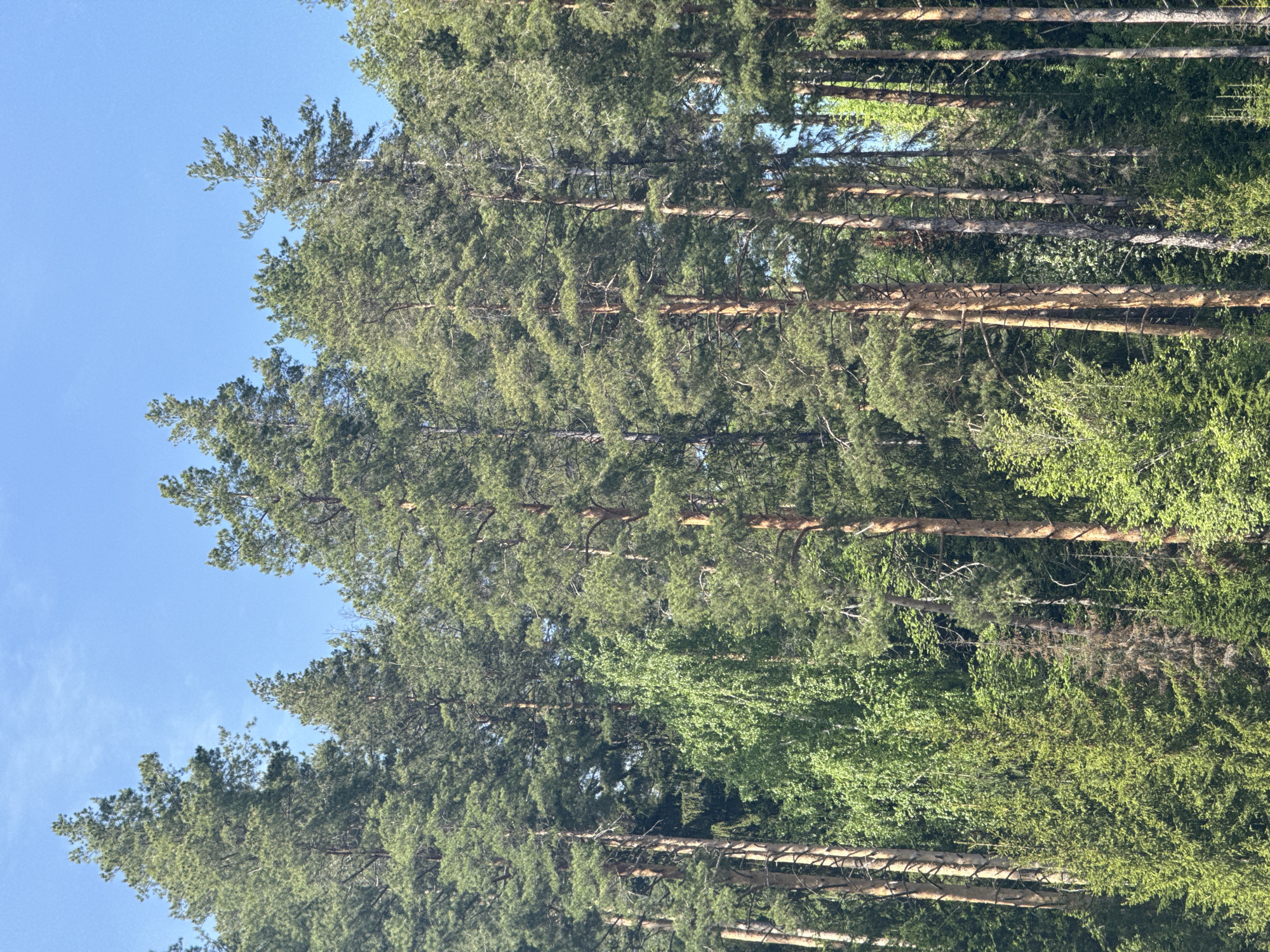 The image shows a forest scene with tall trees and a blue sky in Unknown, Unknown. The trees are predominantly green with brown trunks. Some deciduous trees are mixed in with the evergreens. The image appears to have been taken from a ground-level perspective, looking up towards the canopy.