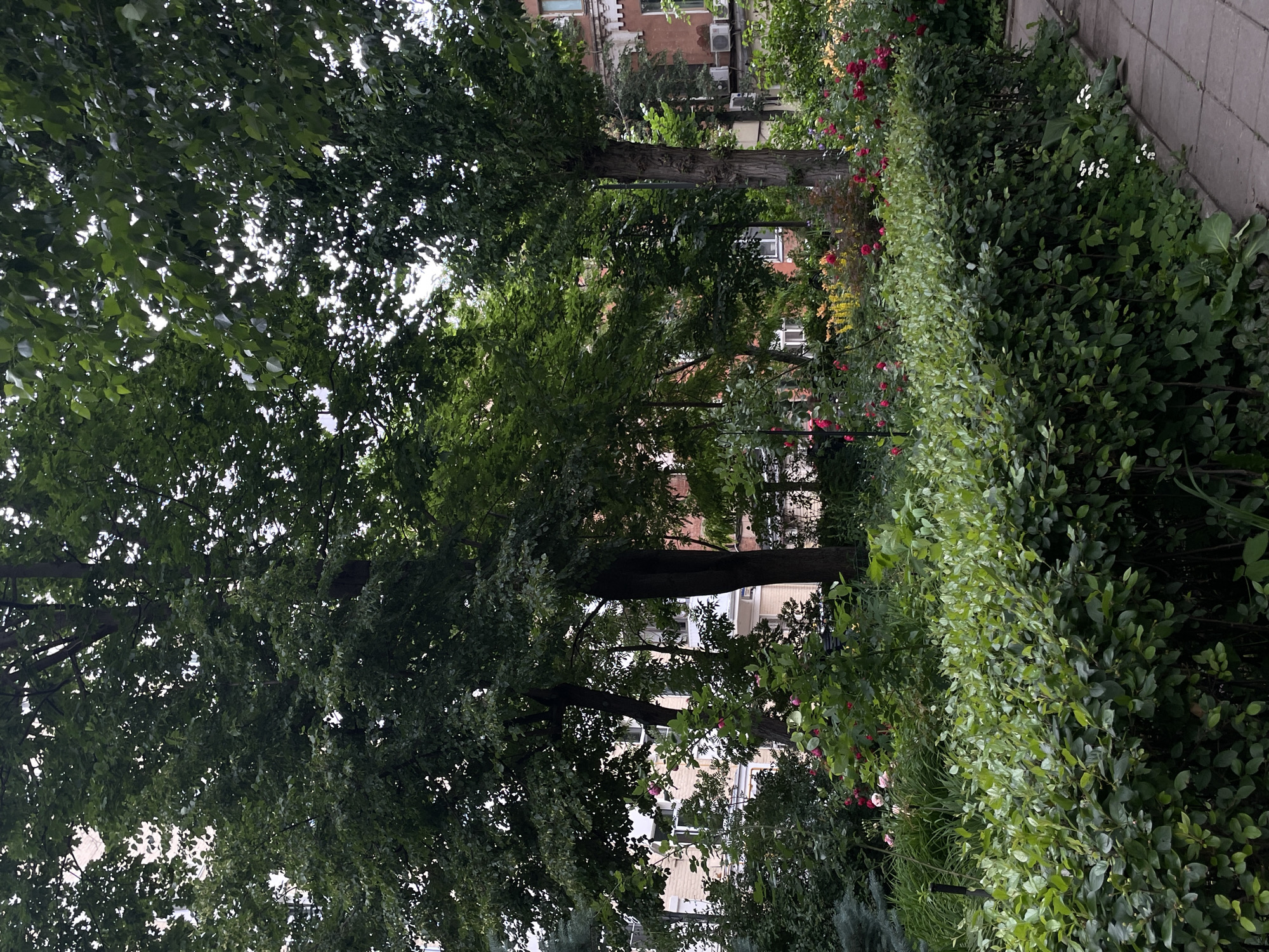 The image depicts a lush, overgrown courtyard garden, likely in an urban setting. A thick, manicured green hedge dominates the foreground, obscuring the lower parts of several trees that rise behind it. These trees, with their dense green foliage, create a canopy that filters the daylight, casting dappled shadows. In the mid-ground, a variety of flowering plants, including roses in shades of pink and red, add splashes of color. Beyond the garden, glimpses of residential buildings are visible, characterized by brick facades and windows. The architectural style suggests a Soviet-era apartment building, common in Moscow. The scene is devoid of human activity, presenting a serene, naturalistic snapshot within an urban environment. The presence of air conditioning units mounted on the building walls further confirms the urban context. The paved pathway to the right of the hedge indicates a pedestrian area within the courtyard. The overall impression is one of a well-established, somewhat wild garden space nestled amongst city buildings.
