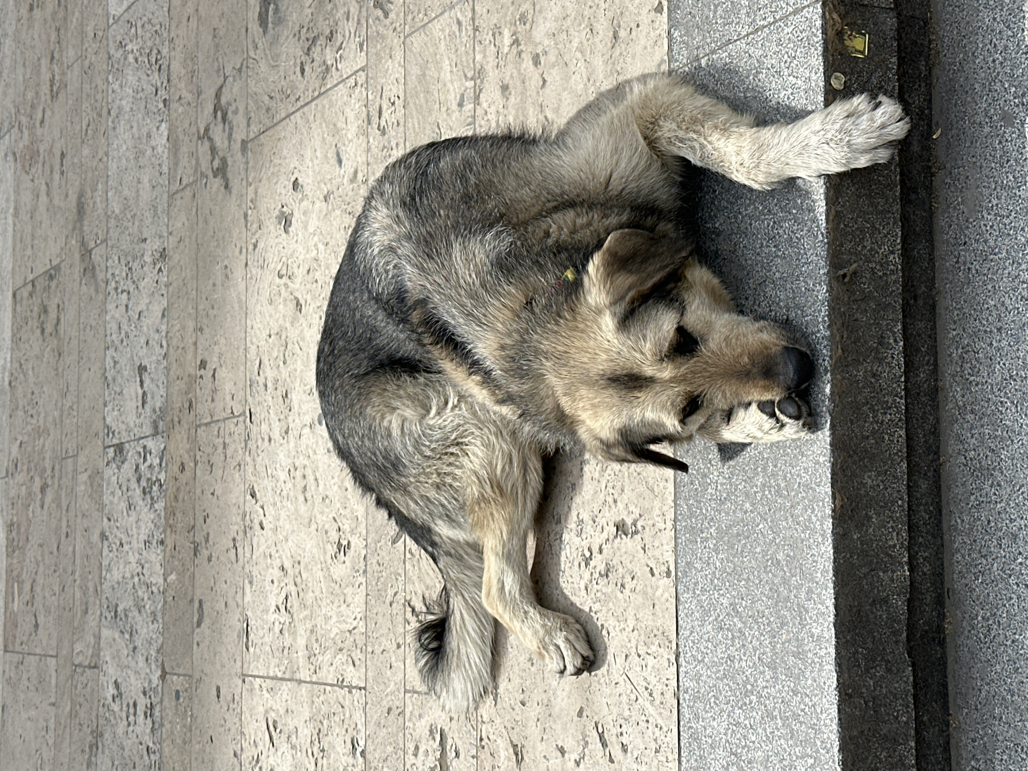 A medium-sized, stray dog with gray and tan fur lies curled on a sidewalk in Tbilisi, Georgia. The dog rests on a light-colored, textured tile pavement, adjacent to a darker gray concrete curb. The dog is facing the curb, with its front paws positioned near the edge. Its eyes are closed, and it appears to be sleeping or resting peacefully. The background consists of the continuation of the tiled pavement and the concrete curb.