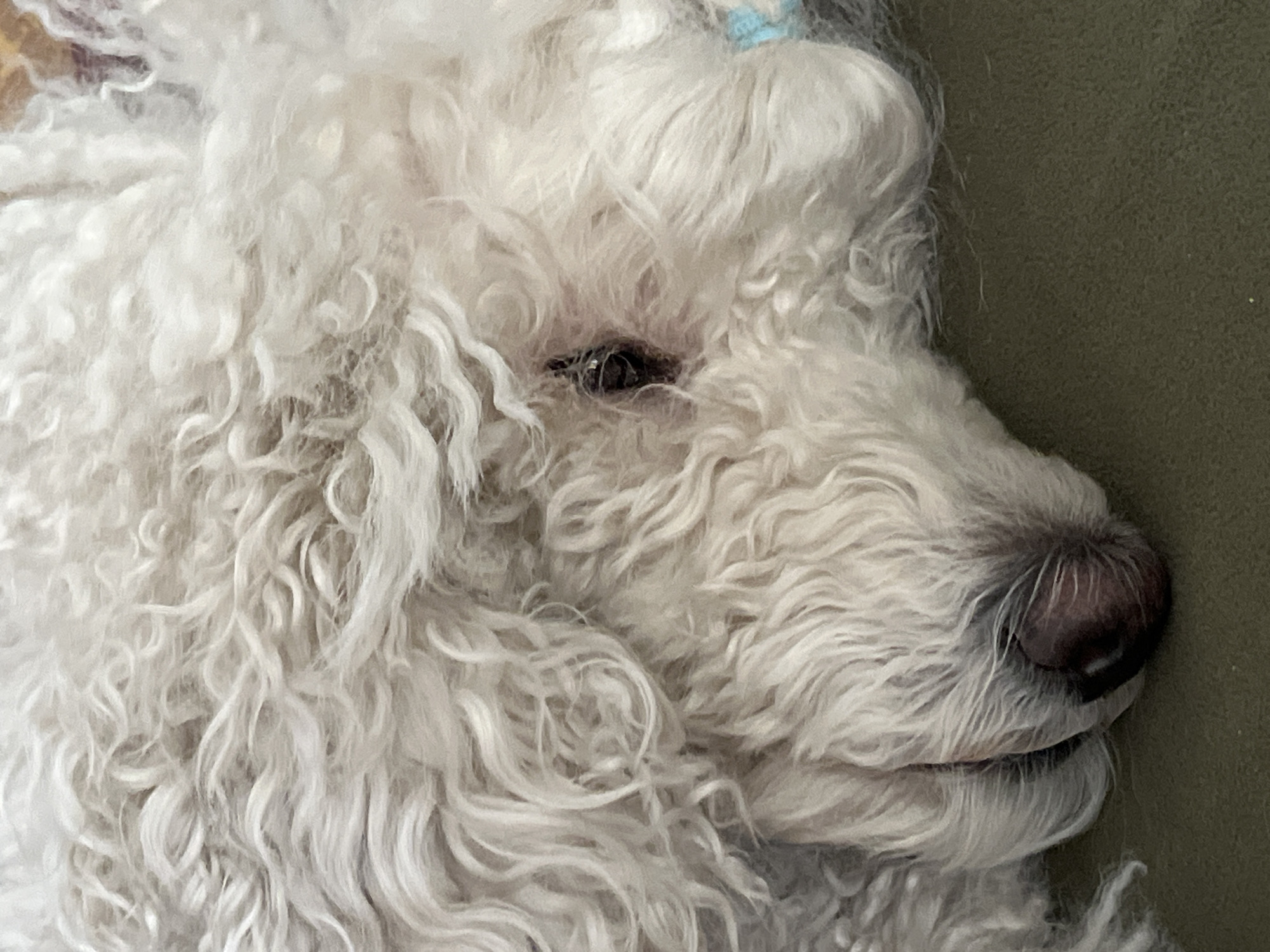 Close-up of a white poodle dog lying down. The dog is facing right and is positioned on a green surface. The dog's eye is visible, and its nose is prominently featured. A blue hair tie is visible in the fur.
