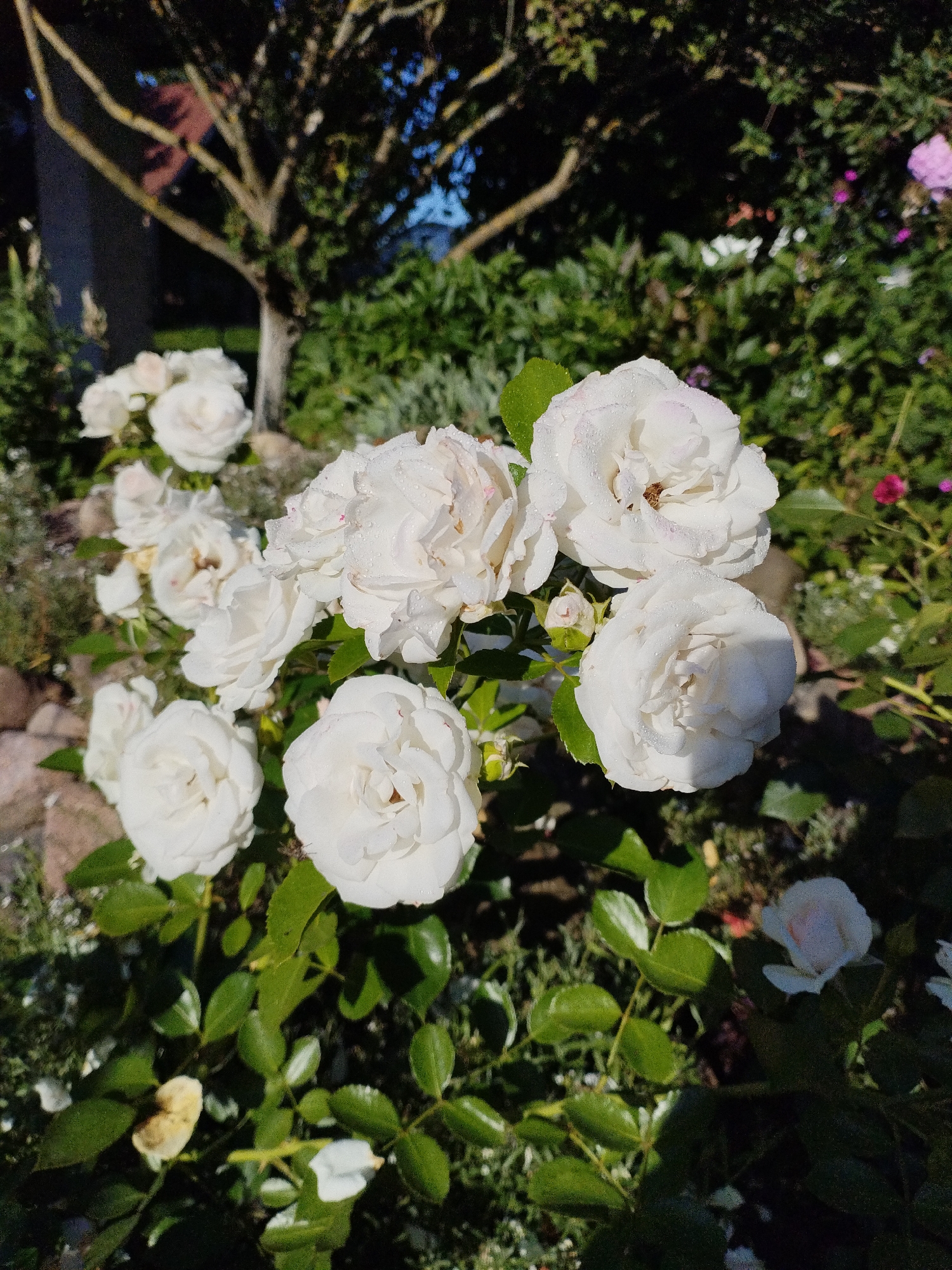 A cluster of white roses with dew drops on their petals is in the foreground of this outdoor, eye-level shot. The roses are in full bloom, with some buds also visible. The background consists of greenery, a tree with bare branches, and a hint of blue sky. The lighting suggests it is daytime, possibly early morning or late afternoon due to the shadows. The scene appears to be a garden.