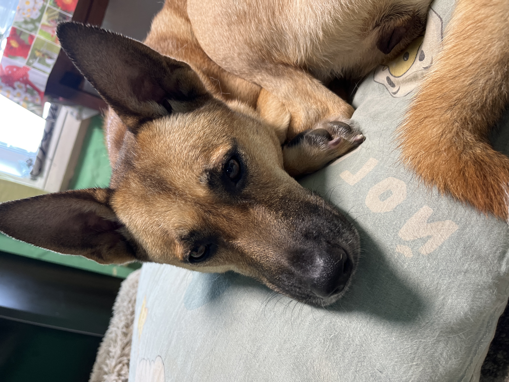 A close-up, eye-level shot shows a medium-sized dog with tan fur and erect ears resting its head on a light green pillow. The pillow has a subtle pattern of cartoon animals. The dog's eyes are partially closed, and its expression appears relaxed or sleepy. The background is blurred, suggesting an indoor setting with furniture and possibly a window with a curtain. The image does not contain any information about the city of Nizhny Tagil, Russia, or any specific location.