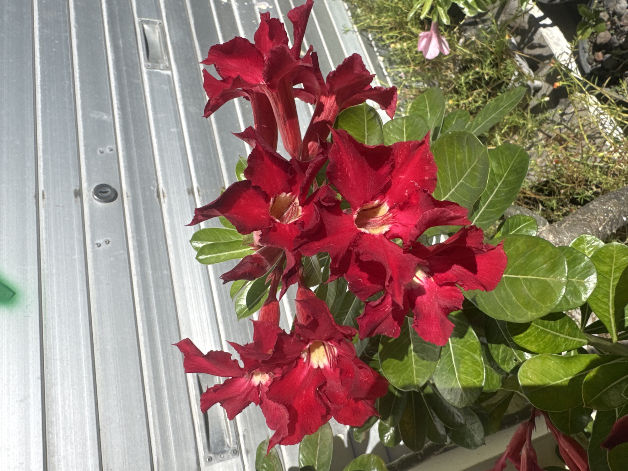 The image features a vibrant red Desert Rose plant with large, showy blooms, contrasted against a gray corrugated metal wall. The plant is healthy, with lush green leaves that highlight the red flowers. In the background, there are other plants and greenery, possibly in pots. The location is suggested to be Kuta, Indonesia, based on the lighting, vegetation, and architectural styles common to the region.