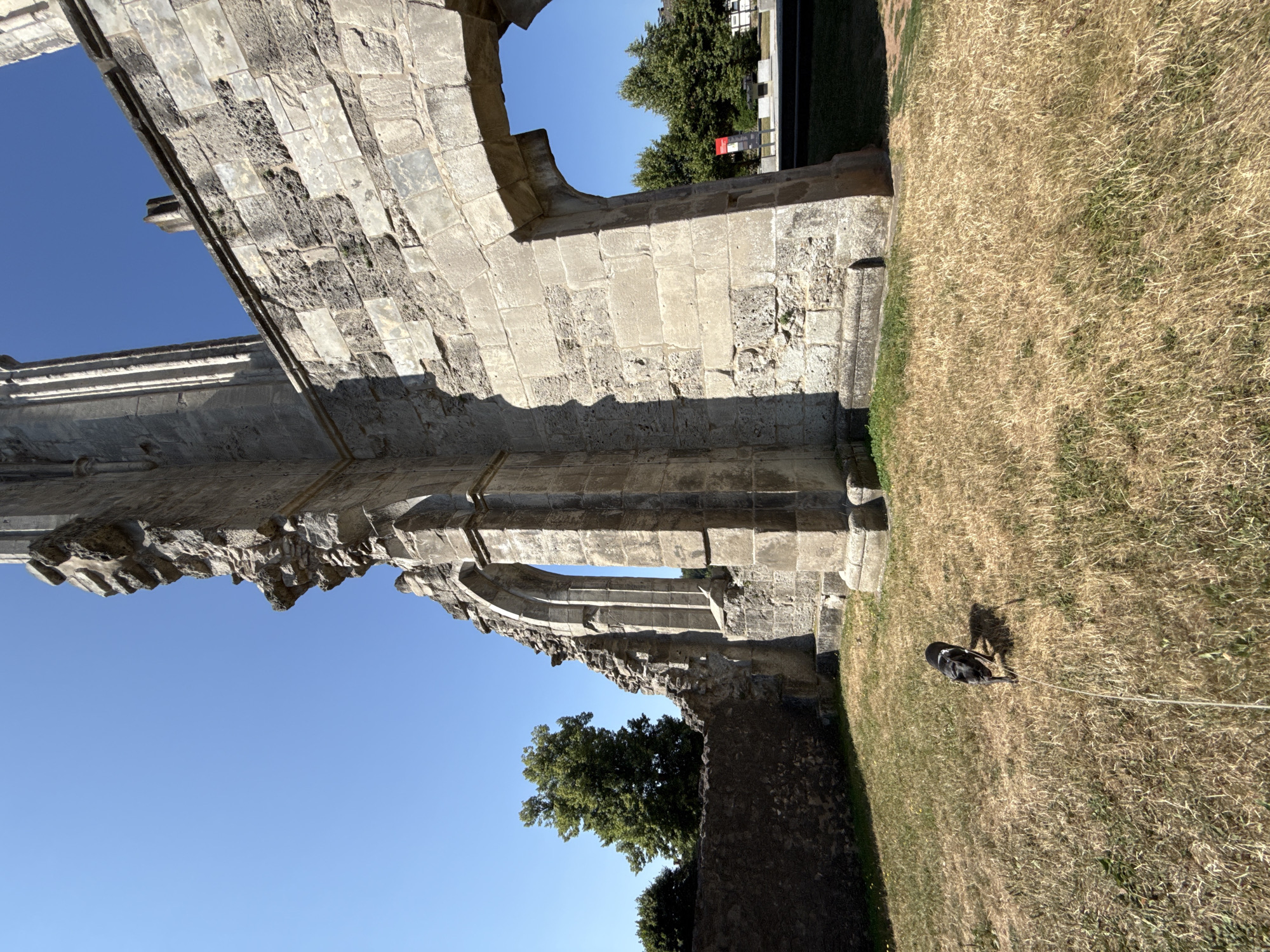 A small, black and tan dog is walking on a leash across a dry, grassy field in front of the ruins of the Walkenried Abbey in Walkenried, Germany. The dog is facing left and appears to be pulling forward. The ruins, made of large stone blocks, are the dominant feature of the background, with a large arched opening on the right side of the image. The sky is clear and blue. Trees are visible in the distance behind the ruins. The ground is covered in dry, yellow grass.