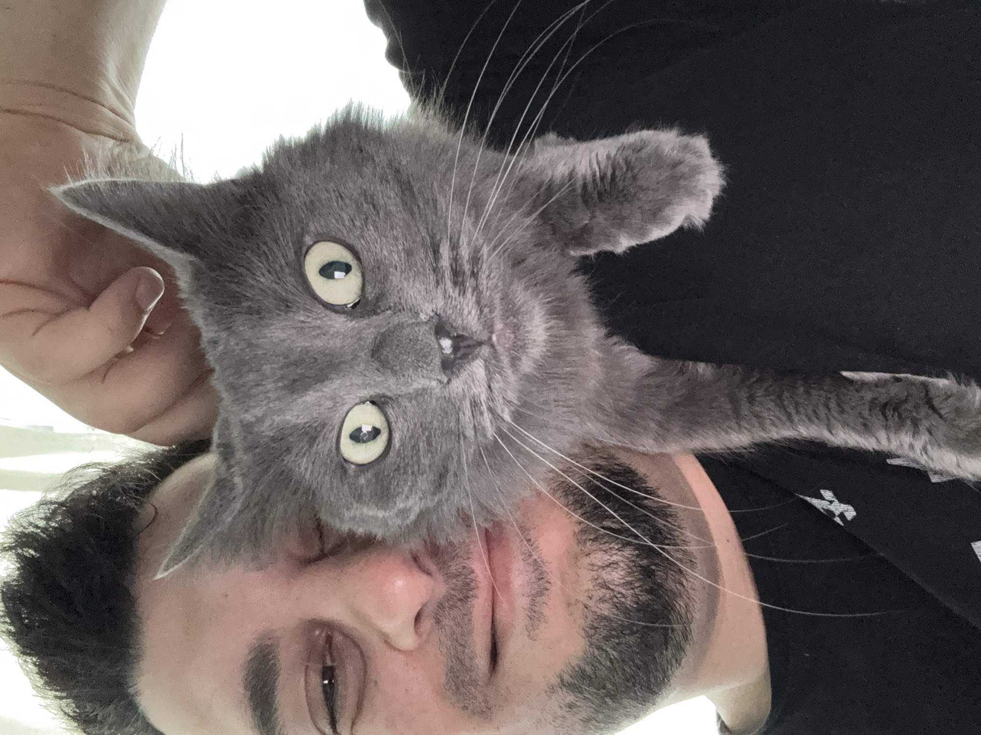 A selfie taken from a low angle features a man with dark hair and a salt-and-pepper beard. The man is wearing a black t-shirt. A gray cat is positioned between the man's face and chest, facing the camera. The cat has yellow-green eyes and long white whiskers. The background is out of focus. There is no indication that this image was taken in Varna, Bulgaria.