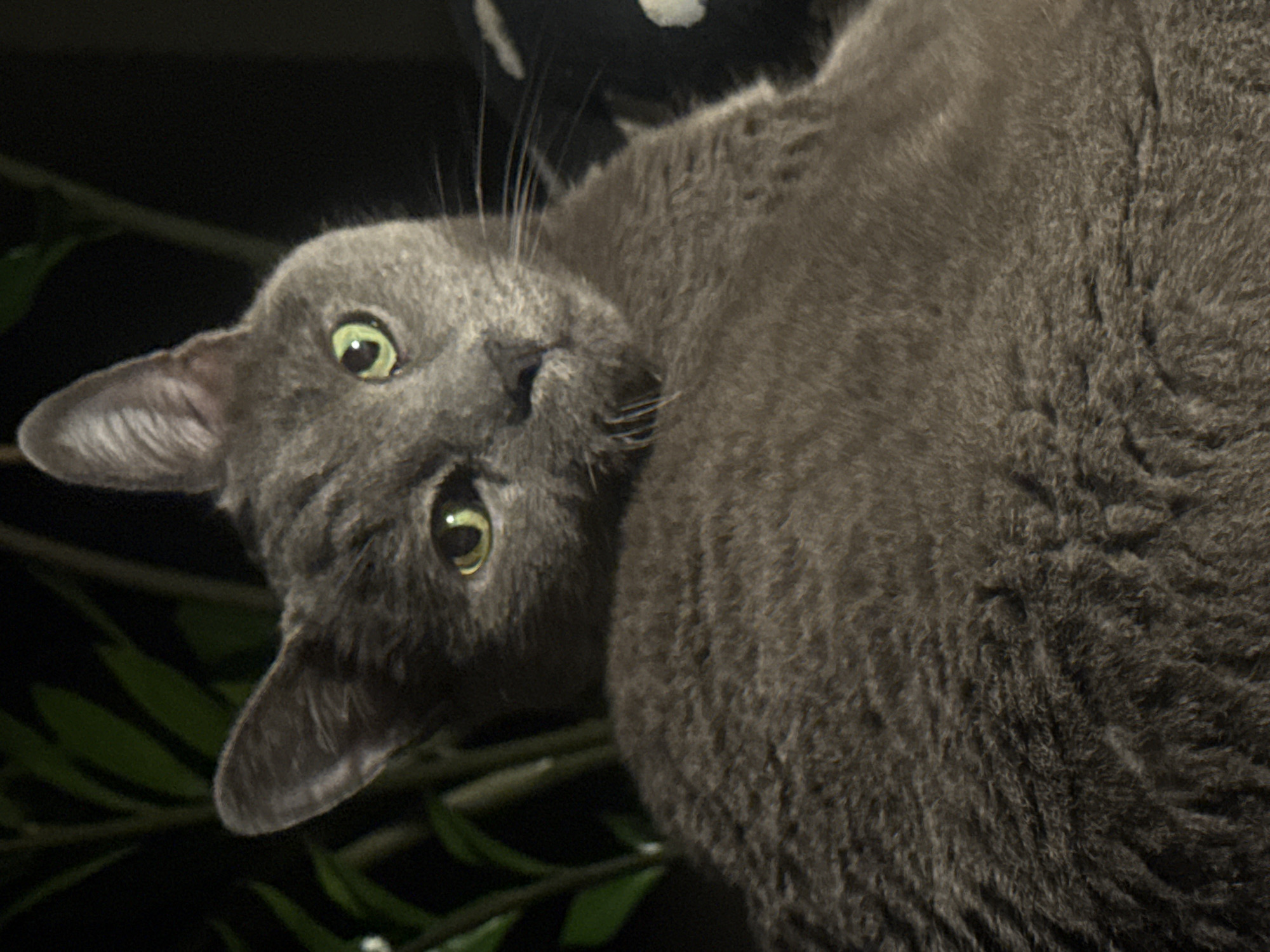 A close-up shot shows a grey cat looking up at the viewer, with its head tilted. The cat's green eyes are wide and alert. The fur appears soft and dense. In the background are dark shapes, including what seems to be foliage. The lighting is somewhat dim, making details harder to discern in the background. The city of Sofia, Bulgaria, is not visually apparent in this image, so there's no way to place the image within that location based on the presented evidence.