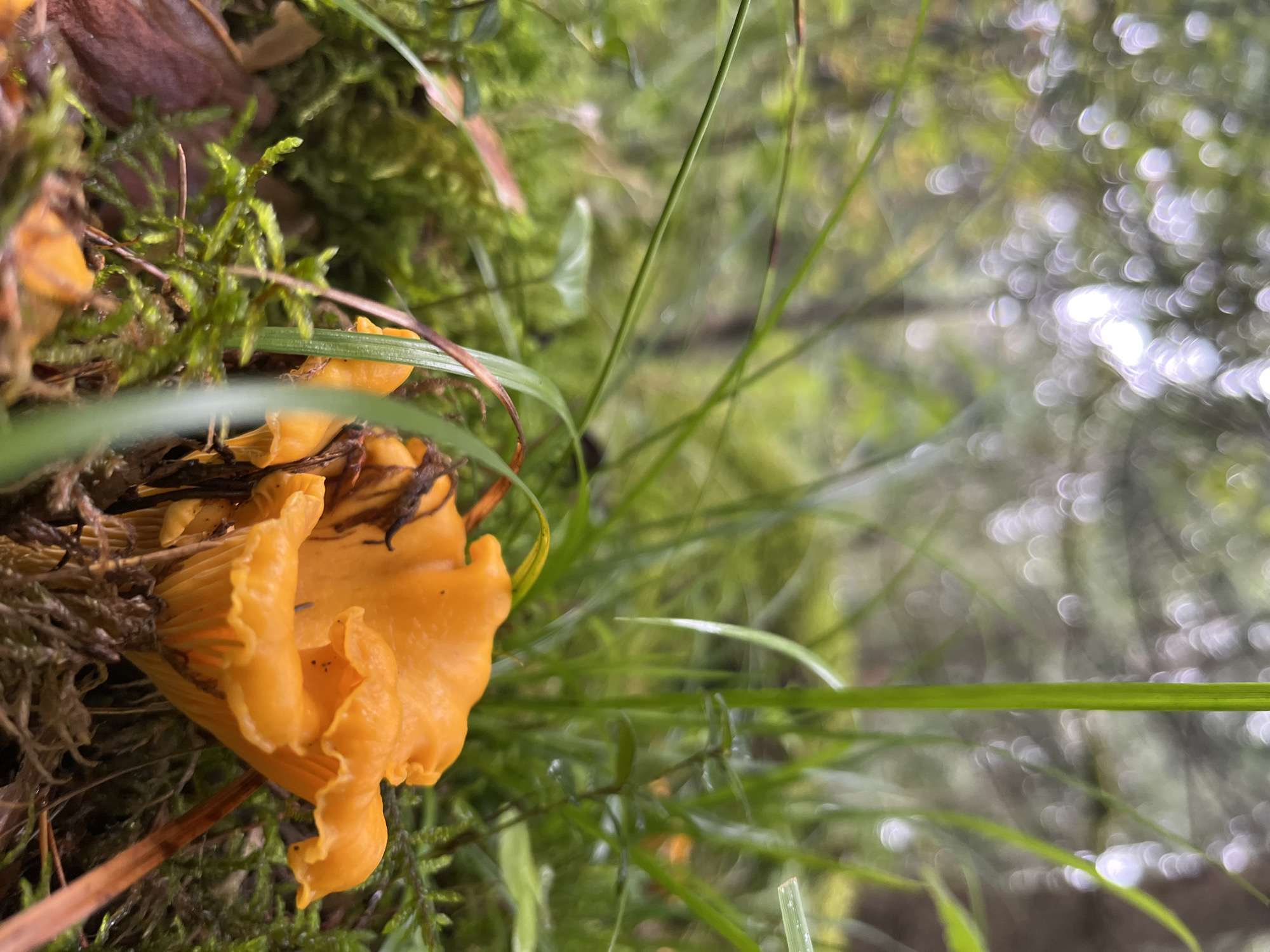The image shows a close-up of a cluster of bright orange chanterelle mushrooms growing among moss and grass in a forest setting. The background is blurred, with bokeh effects from out-of-focus lights, suggesting a dappled sunlight environment. There are no people or animals visible in the frame. The scene appears to be in a natural outdoor environment, possibly a forest floor. The image does not provide any specific information about the city of Chaikovsky, Russia.
