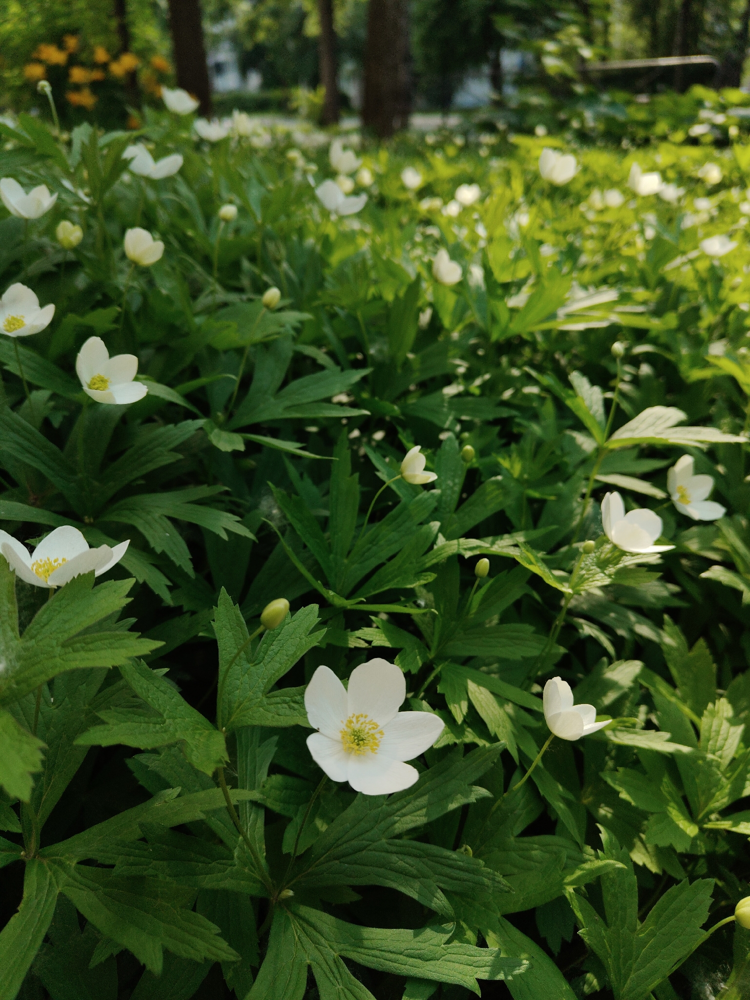 The image shows a close-up of a dense patch of white Anemone flowers with yellow centers, blooming amongst lush green foliage. The flowers are delicate with multiple white petals and are scattered throughout the frame, with some in focus and others softly blurred in the background. The leaves are deeply lobed and textured, creating a rich, verdant carpet. Sunlight filters through, casting dappled shadows and highlighting the freshness of the scene. In the far background, the indistinct shapes of tree trunks and a hint of yellow flowers suggest an outdoor setting, possibly a park or garden. The overall impression is one of natural beauty and tranquility, typical of a spring or early summer woodland or garden setting. There are no people or animals visible in the image.