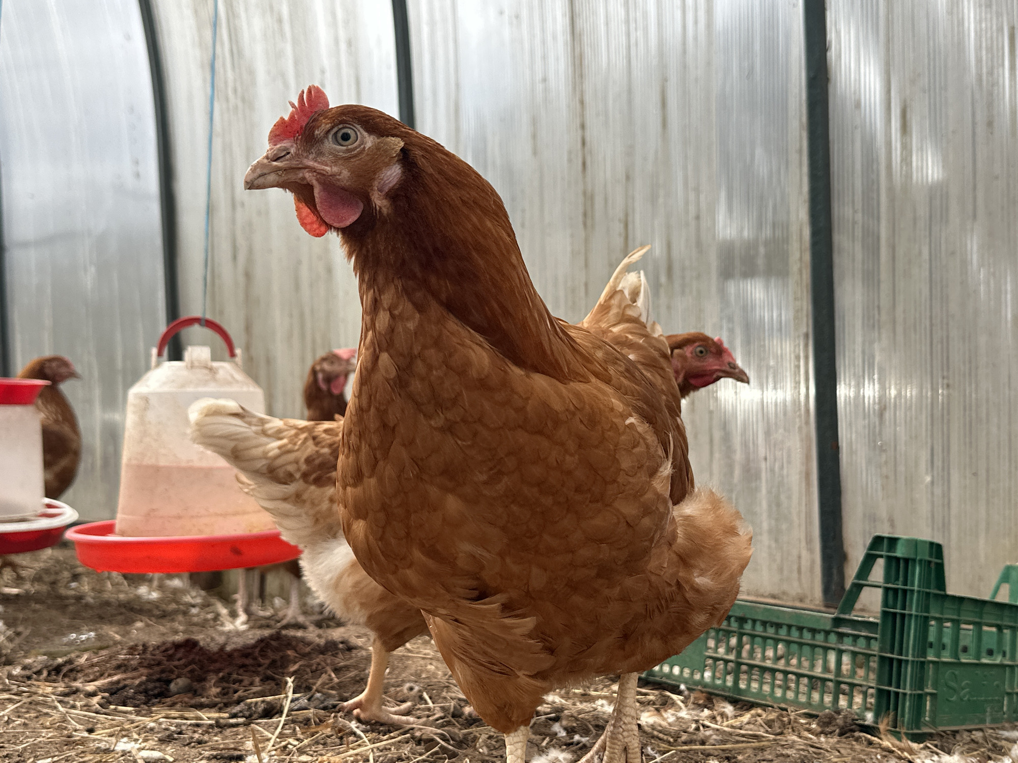 This eye-level, close-up photograph features a reddish-brown chicken (hen) in the foreground, facing left with its head slightly raised and an alert gaze. It has a bright red comb and wattles.
The setting appears to be an indoor chicken coop or poultry house, characterized by translucent, corrugated plastic walls that provide diffused lighting, suggesting daytime. The floor is covered with straw, dirt, and scattered feathers.
In the mid-ground to the left, a white and red plastic hanging chicken feeder is visible, with another similar object partially cropped on the far left, likely a water dispenser. Several other brown chickens are present in the blurred background. To the right, two green plastic crates are on the ground, one upright and one on its side; faint white text, possibly "Sale," is visible on one crate. No people are present. The scene depicts typical farm poultry facilities in Альняш, Russia.