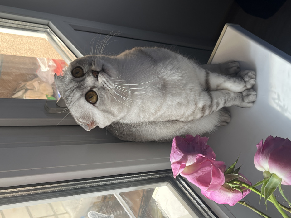 A silver tabby Scottish Fold cat with amber eyes is seated upright on a white windowsill, its front paws crossed. The cat's head is tilted slightly upwards, and it gazes intently towards an unseen point above and to its right. To the left of the cat, three pink roses, appearing mature, rest on the windowsill. The scene is illuminated by bright natural light entering through a multi-pane white-framed window, casting distinct shadows. A blurred exterior, possibly a building or an outdoor area, is visible through the window glass, which also features a central vertical frame with a visible latch. This setting is located within a room in the city of Zvezda, Russia.