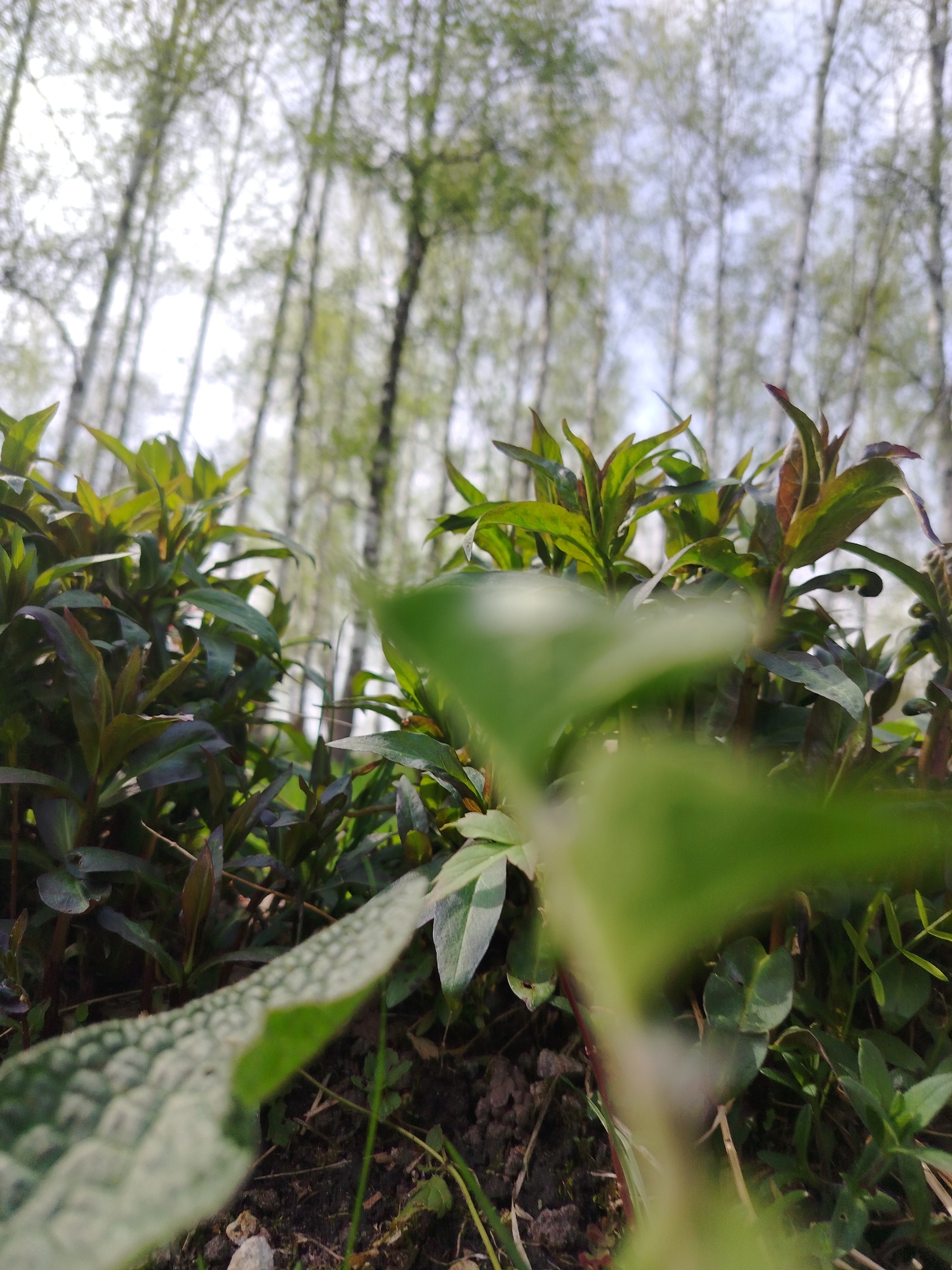 A low-angle shot of foliage on a ground surface shows green plants in the foreground. In the background, a forest of slender white trees with sparse green foliage is visible. The environment appears to be a forest floor with soil, grass, and other ground vegetation. The precise location in the city of Unknown, Unknown is indeterminable from the provided image. No people or interactions are evident. The scene depicts a natural, wooded environment with a focus on the ground-level vegetation.