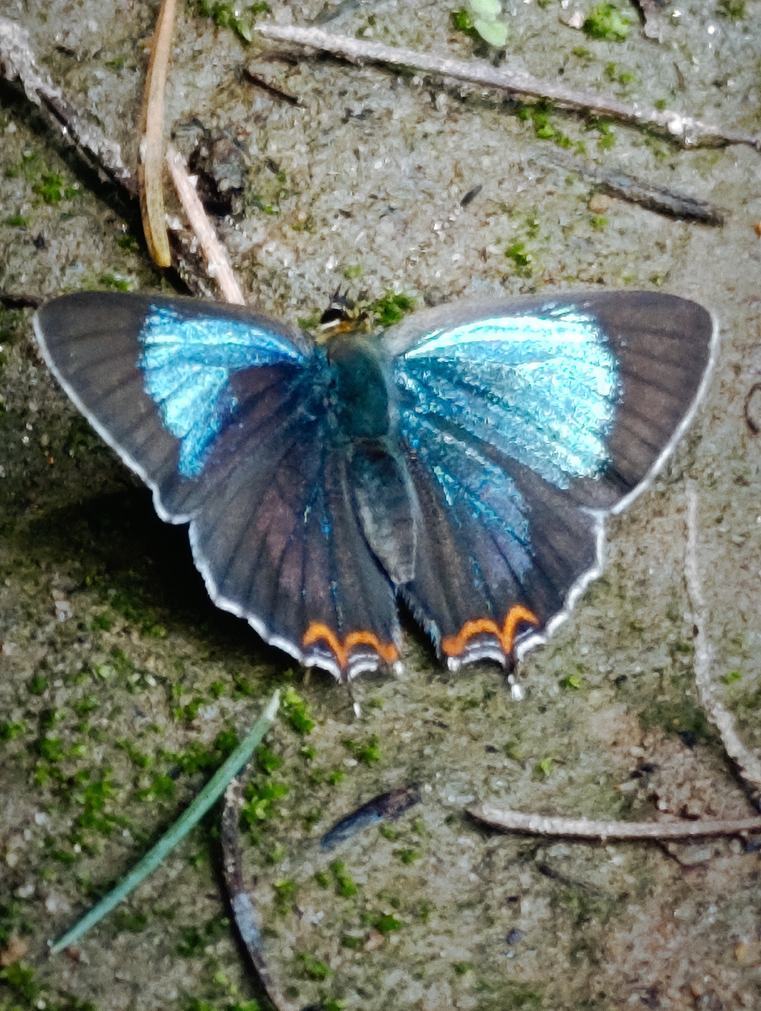 A close-up, overhead shot captures a butterfly resting on a damp, earthy surface. The butterfly's wings are partially open, revealing a vibrant, iridescent blue on the inner portions, contrasting with the dark brown outer edges. A delicate, scalloped pattern of orange and white marks the lower edges of the wings. The butterfly's body appears dark and slender. The ground is a mix of soil and moss, with scattered dried twigs and a single green blade of grass diagonally bisecting the lower portion of the frame. The overall lighting is dim, suggesting an overcast day or shaded area. The location is identified as Vashisht, India.