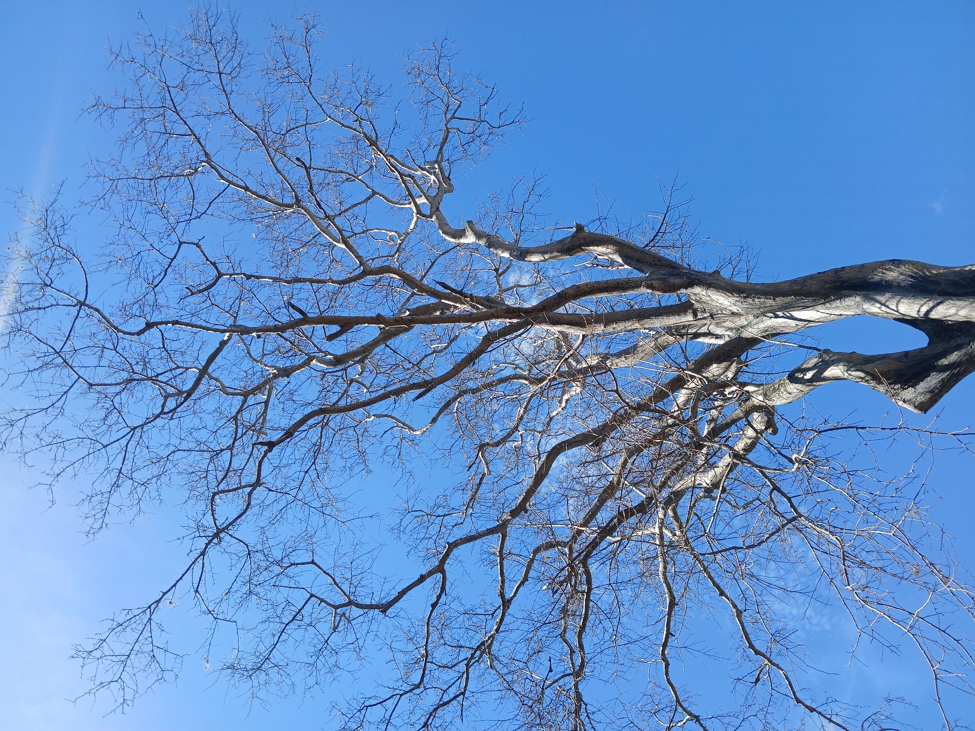 The image is a low-angle shot of a bare tree with numerous branches against a clear blue sky. The trunk and larger branches are grayish-white, while the smaller branches are thin and brown. The tree's form is sprawling, with branches extending in various directions. The image appears to be taken during the winter when the tree has lost its leaves. There are no people or other objects visible in the frame. The location of the image is Ciudad Guayana, Venezuela. The environment appears to be outside, possibly in a park or natural area.