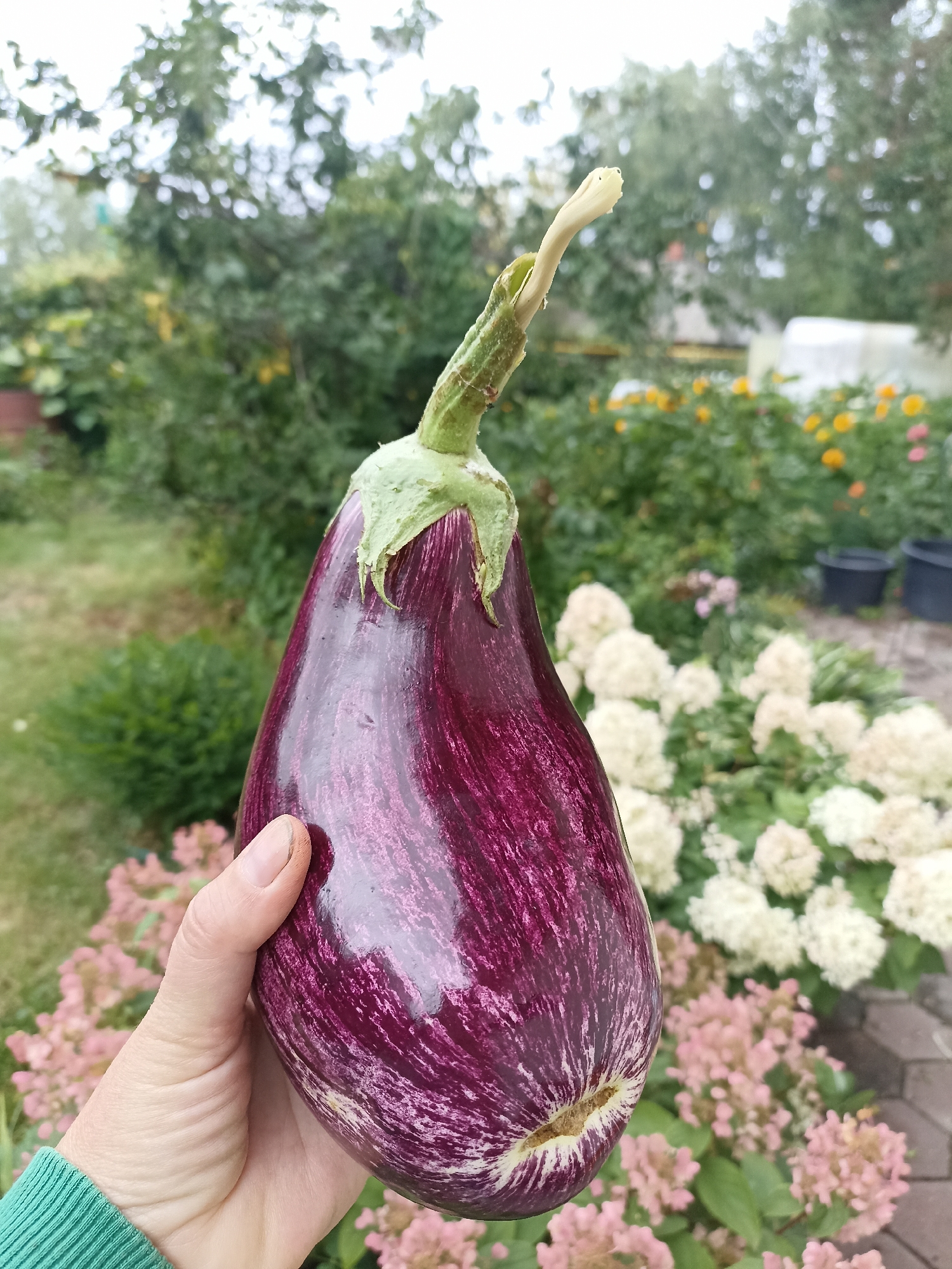 A close-up shot shows a person's hand, wearing a green sweatshirt, holding a large, striped eggplant. The eggplant has a dark purple skin with white and lighter purple streaks, and a green stem. The background is an outdoor garden scene with various plants and flowers, including white hydrangeas and pinkish flowers. The ground is covered with a brick pathway. The lighting is overcast. The image is likely taken in the city of Mochische, Russia, given the context.