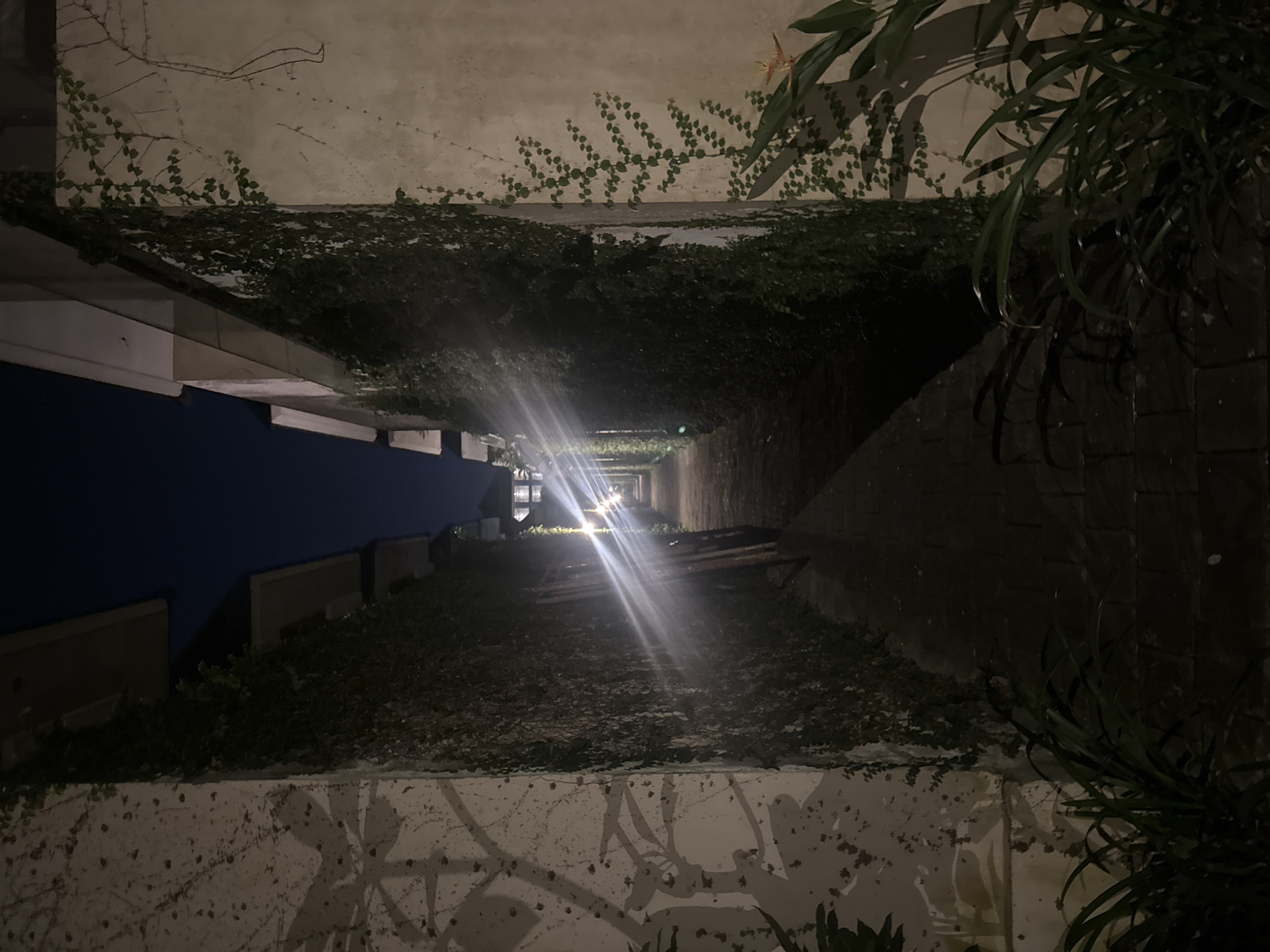 The image shows a narrow pathway at night, flanked by walls covered in vines. The pathway is paved with bricks and illuminated by several bright lights that create lens flares. Shadows of foliage are cast on the left wall. In the foreground, on the right side, there are some large green plants and a small orange flower. In the background, buildings with illuminated windows are visible. This scene could be a hotel corridor or a walkway in a resort.