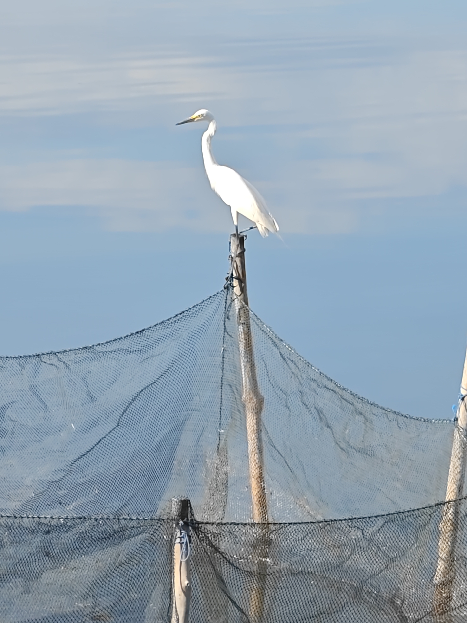 A white egret stands atop a wooden post, part of a fishing net structure, against a blue sky with scattered clouds. The fishing net is strung between multiple posts. The location is Lhokseumawe, Indonesia.