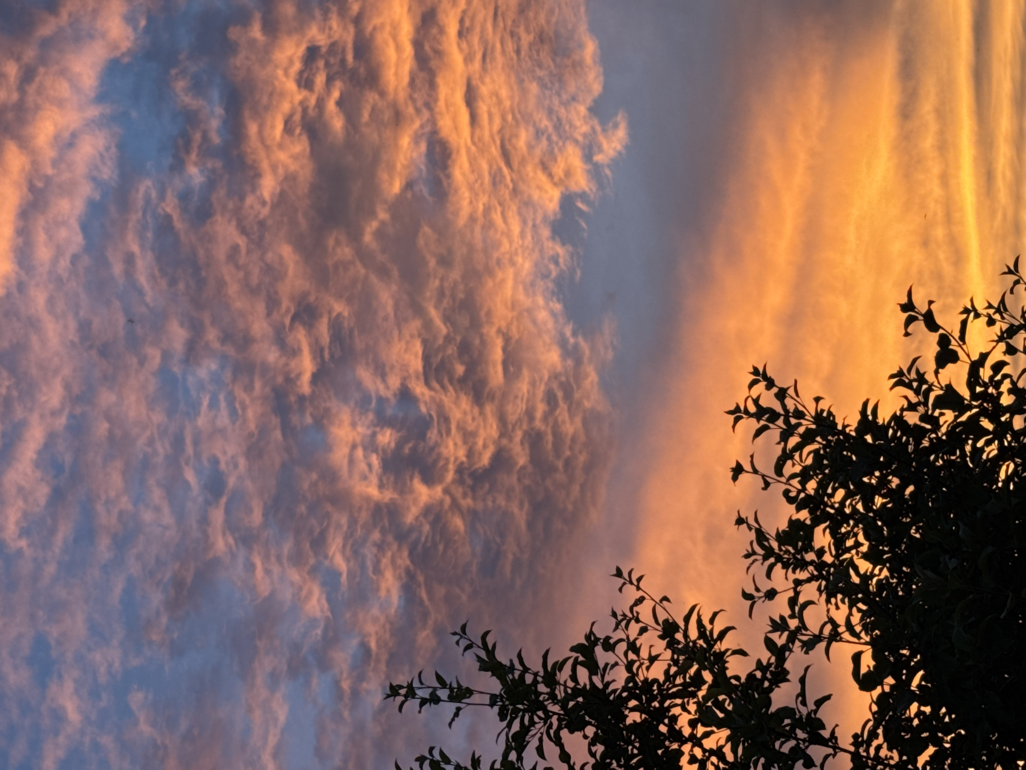 The image captures a dramatic sunset with vibrant colors painting the sky. The sky is filled with textured clouds, some appearing fluffy and tinged with hues of orange and pink, while others are a deeper, more muted blue. These clouds are illuminated by the setting sun, creating a striking contrast between light and shadow.
In the foreground and along the right side of the image, the silhouettes of tree branches and leaves are visible. These branches are dark and sharp against the colorful sky, adding a sense of depth and framing the celestial display. The leaves are dense in some areas, creating a textured border for the sunset.
The lighting suggests that it is either sunrise or sunset, with the warm orange and yellow tones being characteristic of these times of day. The presence of clouds indicates a dynamic weather pattern, likely with scattered cloud cover that is catching the light beautifully. There is no discernible text in the image. The scene evokes a feeling of natural beauty and perhaps a sense of peacefulness or awe at the spectacle of the sunset. The location is unknown, but the presence of trees suggests an outdoor setting, possibly a park, backyard, or natural landscape.