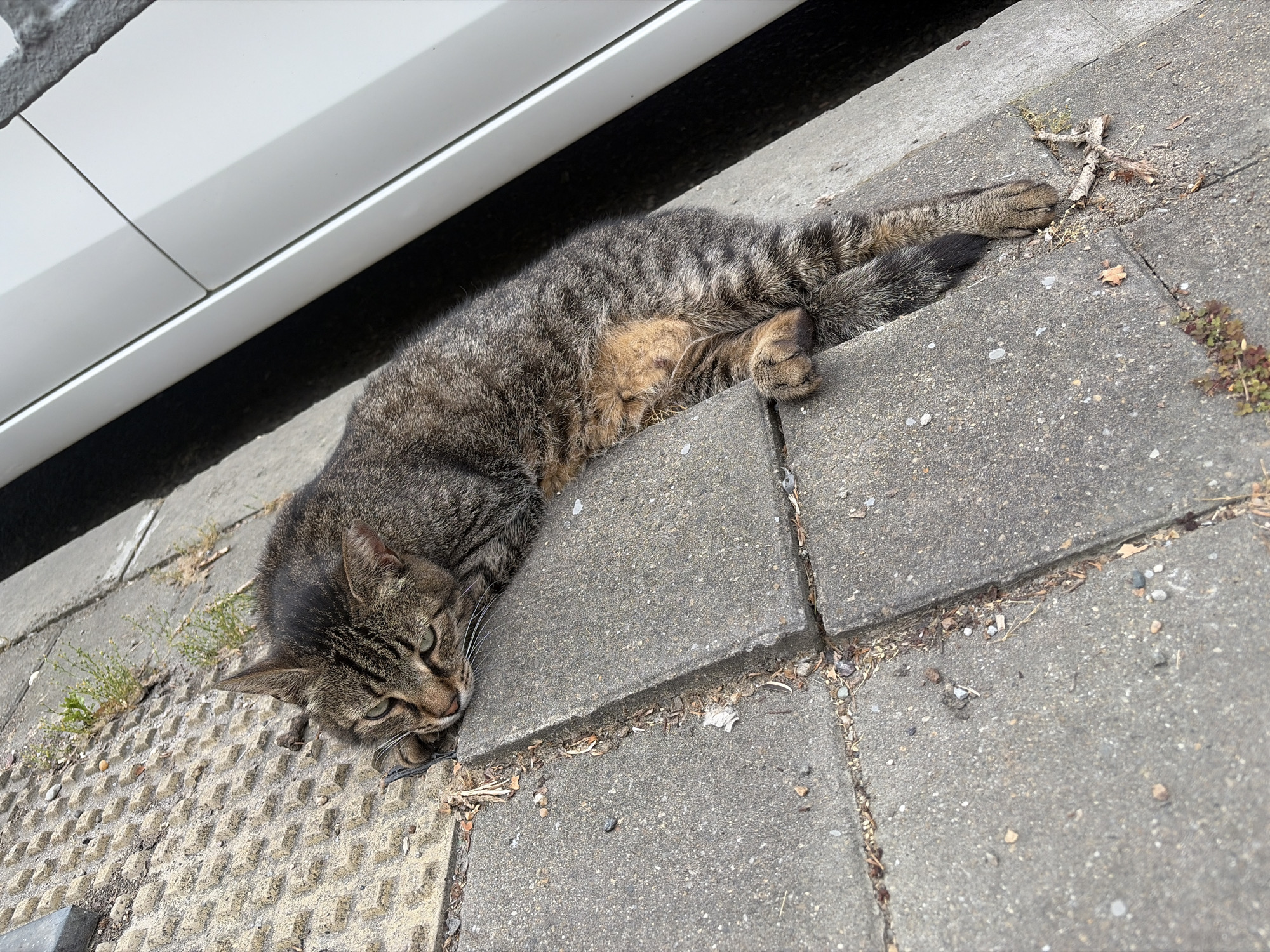 A tabby cat is lying on a paved surface next to a white car. The cat is resting its head on a concrete edge, with its eyes partially closed. The pavement is made of rectangular concrete slabs, with some dirt and debris in the cracks between them. The car is white and appears to be parked. The scene is outdoors, and the lighting suggests it is daytime.