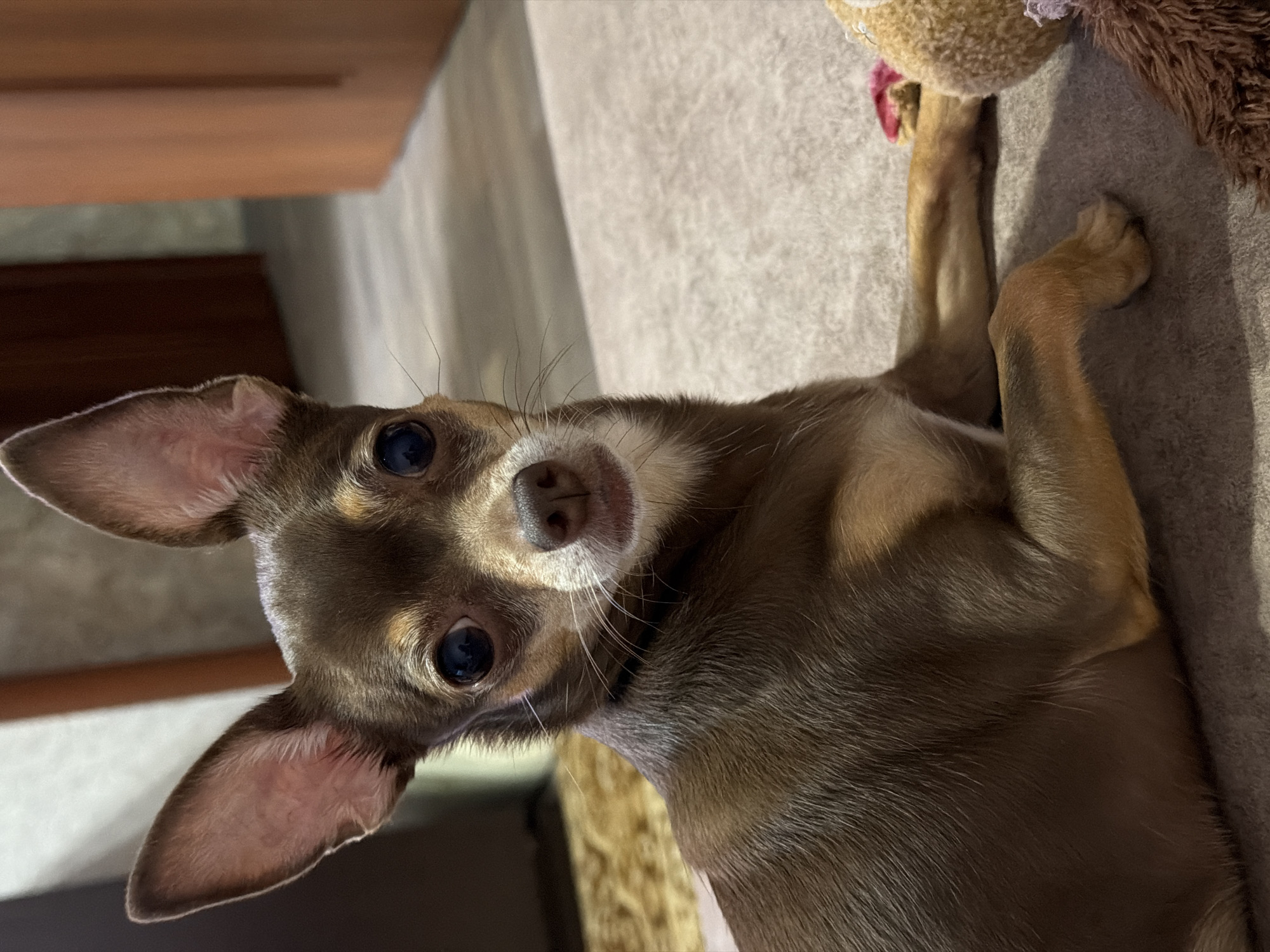 A brown and tan chihuahua lies on a soft gray surface, facing the camera. Its large, dark eyes are wide open, and its pointed ears stand erect. The dog's snout is a darker brown, with a pinkish nose and light-colored whiskers. The background is blurred, showing a wooden door and a rug. A portion of a stuffed toy is visible to the right of the dog. The lighting suggests an indoor setting with natural light coming from the left. The overall impression is of a curious and alert dog.