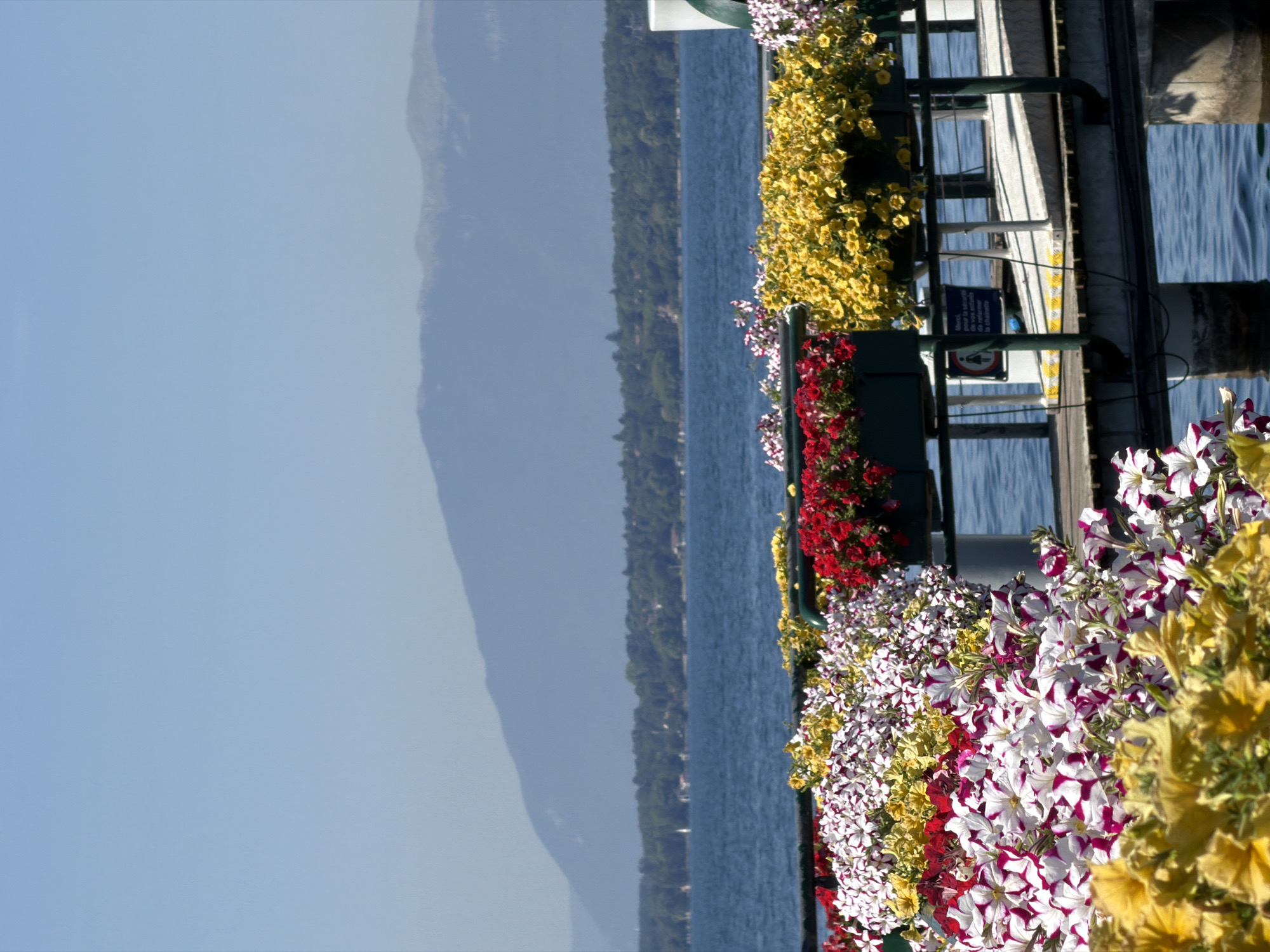 The image depicts a vibrant display of flowers, primarily petunias, arranged in planters along a wooden pier in Hermance, Switzerland. The flowers are a mix of white and deep pink, bright red, and yellow. Beyond the pier, a large body of blue water, likely Lake Geneva, stretches out, with a distant, hazy mountain range forming the backdrop under a clear blue sky. The pier itself appears to be a public walkway, with railings and a ramp visible. A white pillar and a green metal pole are also present on the pier. The overall scene is bright and summery, suggesting a pleasant day.
